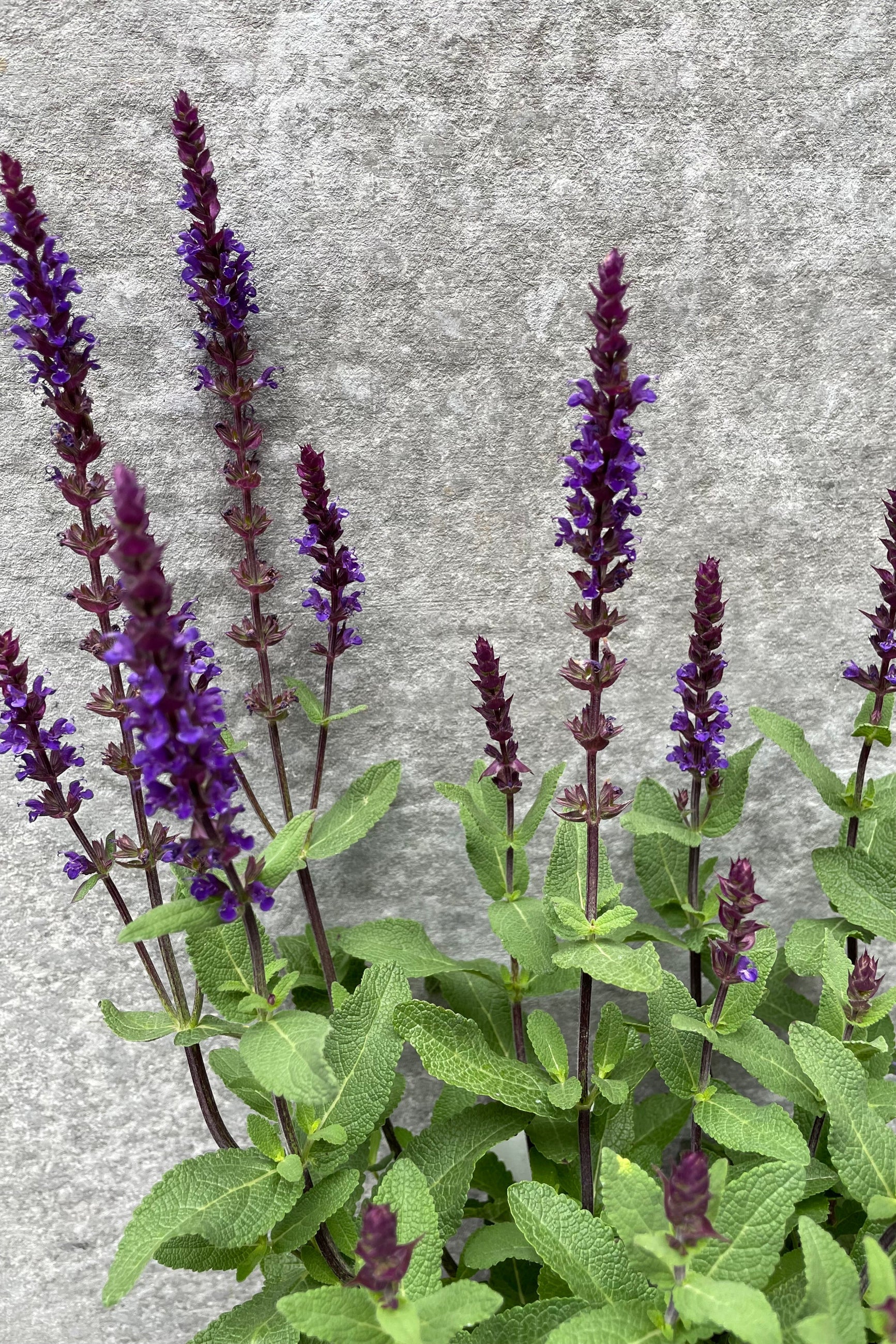 Salvia 'Caradonna' in bloom detail shot in June©Sprout Home