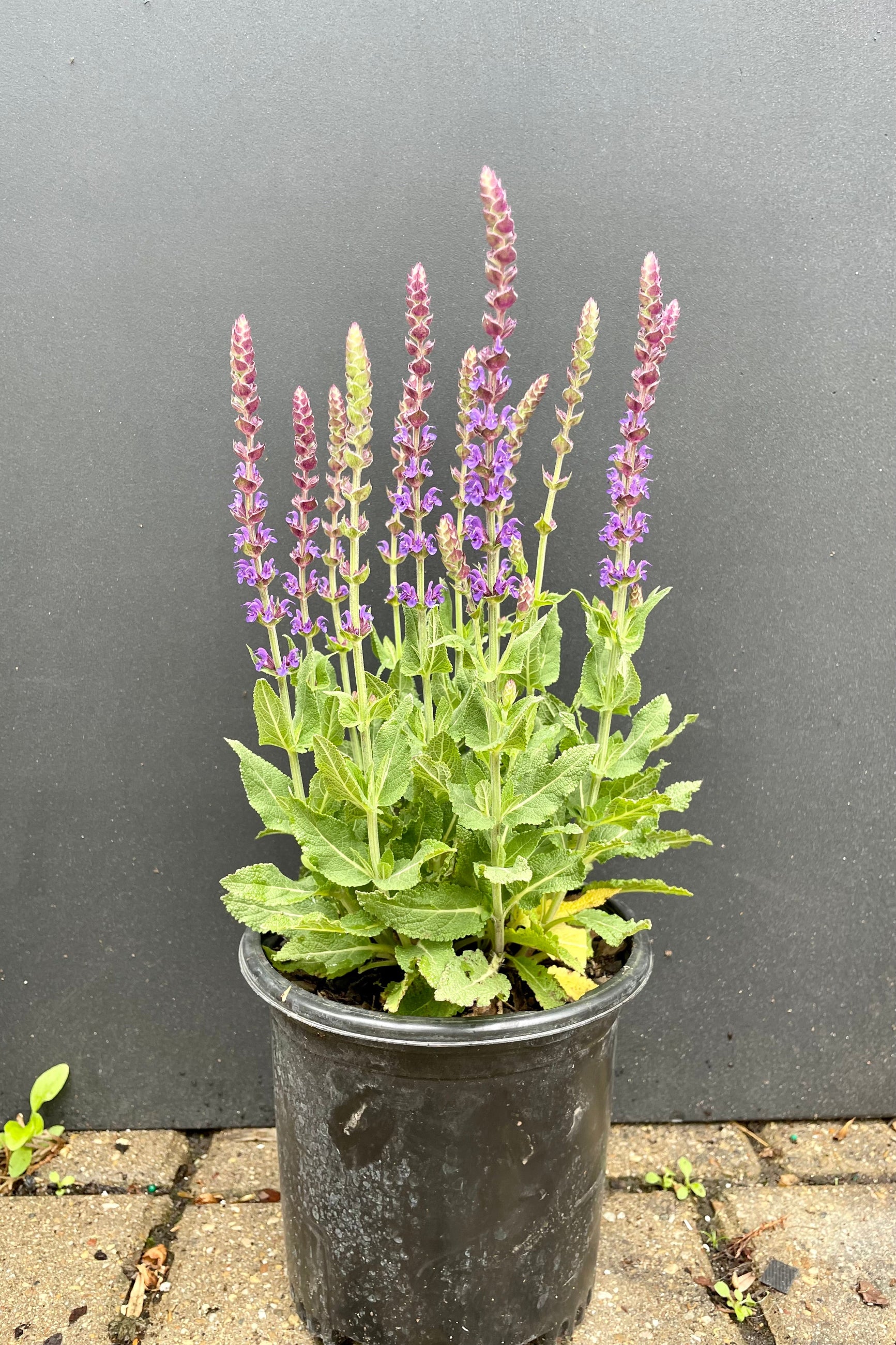 Salvia 'East Friesland' in a #1 pot against a black background and just starting to bloom its purple violet flowers at the end of May at Sprout Home. ©Sprout Home