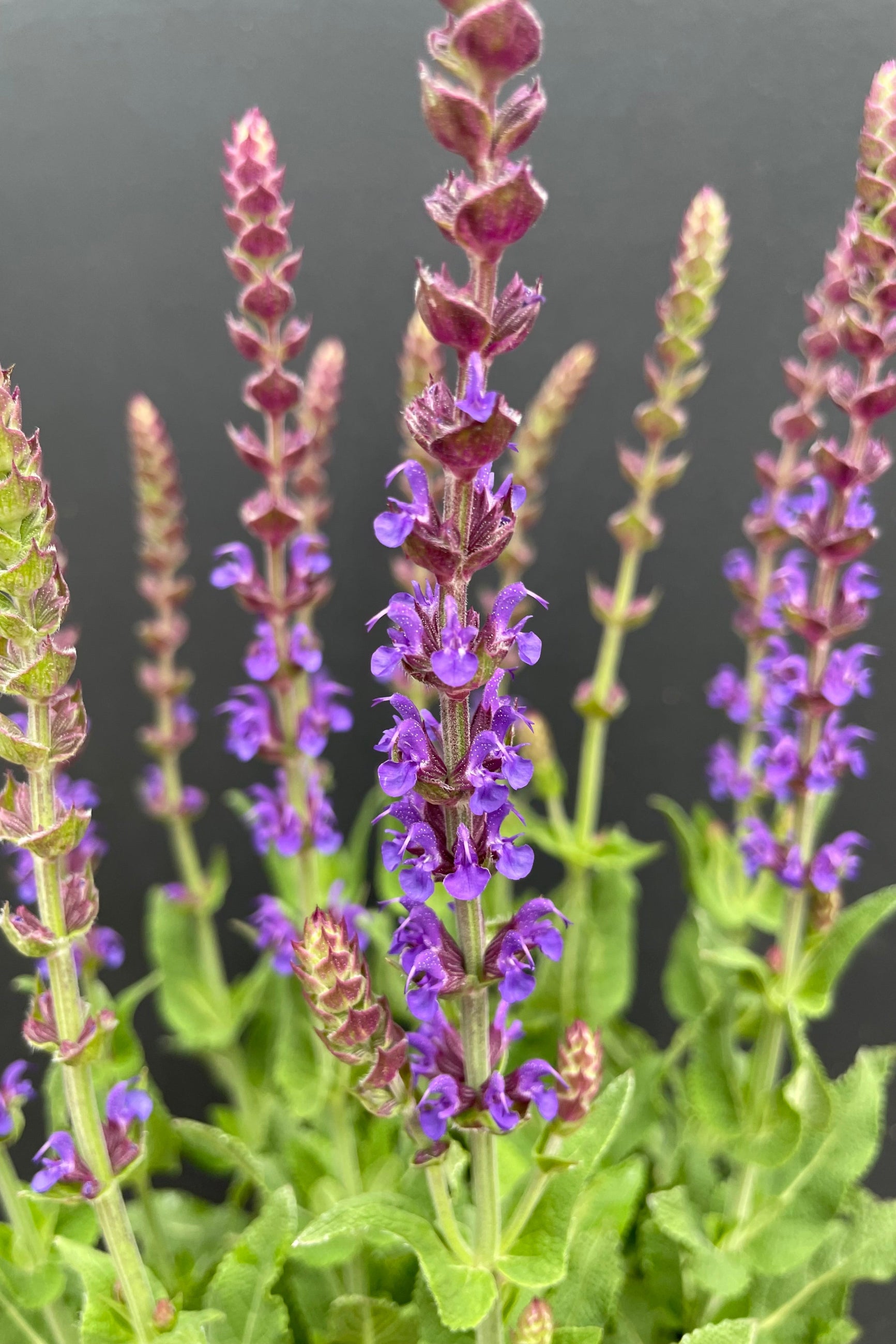 Detail picture of the deep purple violet buds and flowers of Salvia 'East Friesland' in bloom the end of May against a black background at Sprout Home. ©Sprout Home