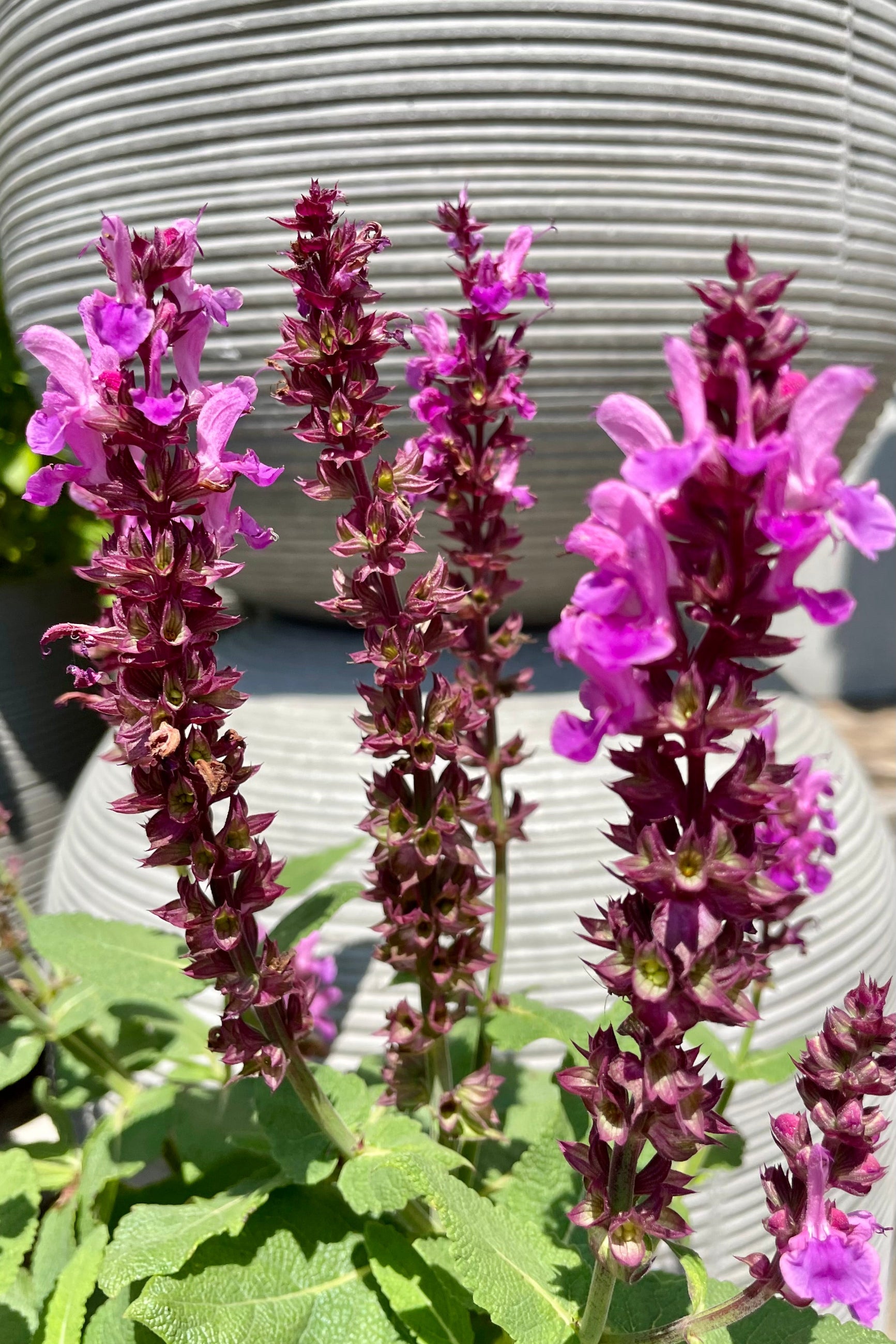 Salvia 'Rose Marvel' in bloom the beginning of August showing the rose magenta flowers.©Sprout Home