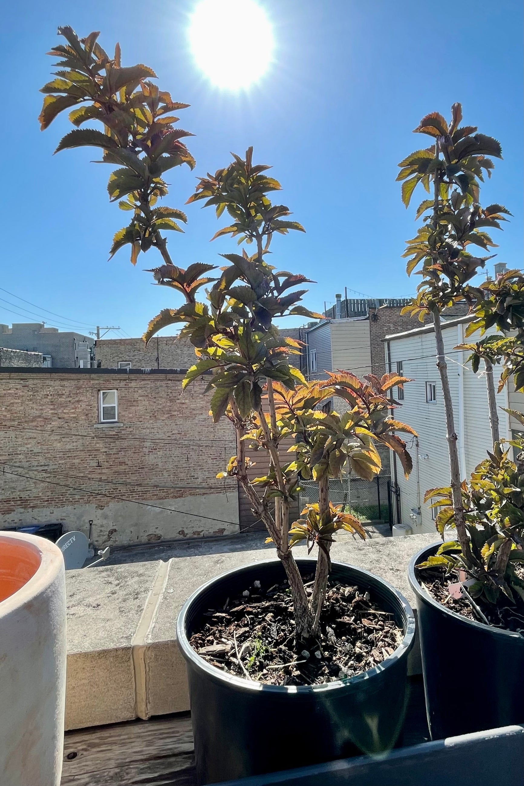 #3 Sambucus 'Black Tower' with the sky in the background showing the upright nature and burgundy green leaves at the end of June at Sprout Home. ©Sprout Home