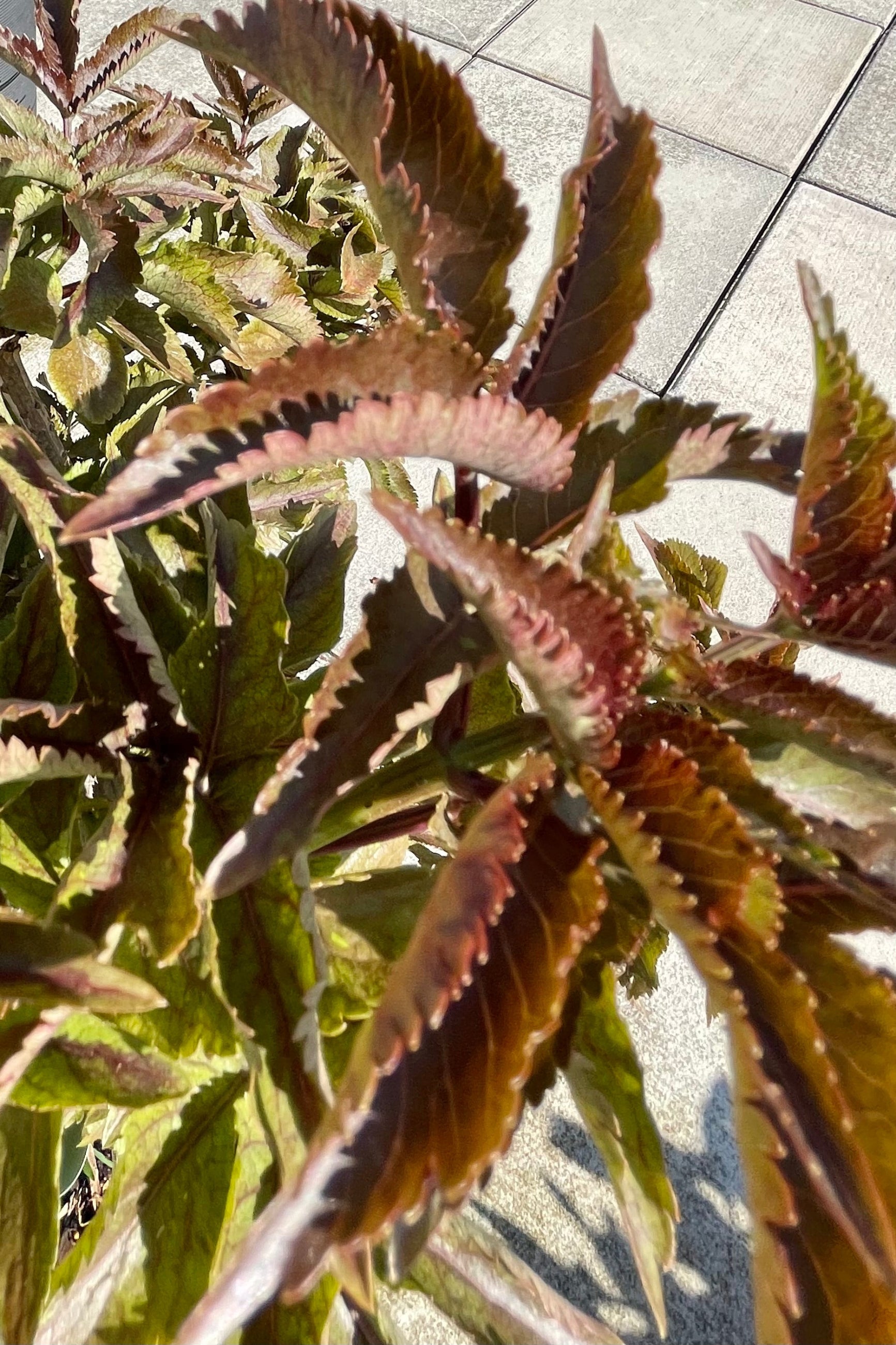 Sambucus 'Black Tower' bush detail showing the burgundy green leaves the end of June at Sprout Home. ©Sprout Home
