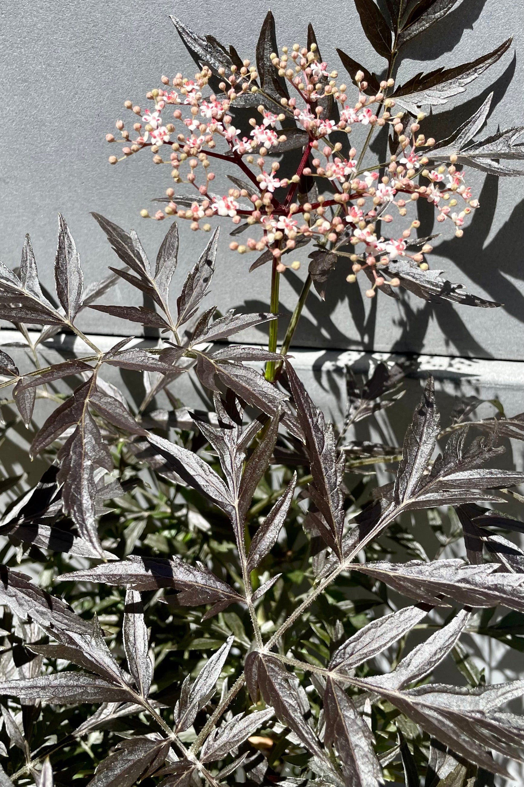 The dark textural leaves and beginning of bud and bloom of the Sambucus 'Black Lace' elderberry shrub the beginning of June. ©Sprout Home