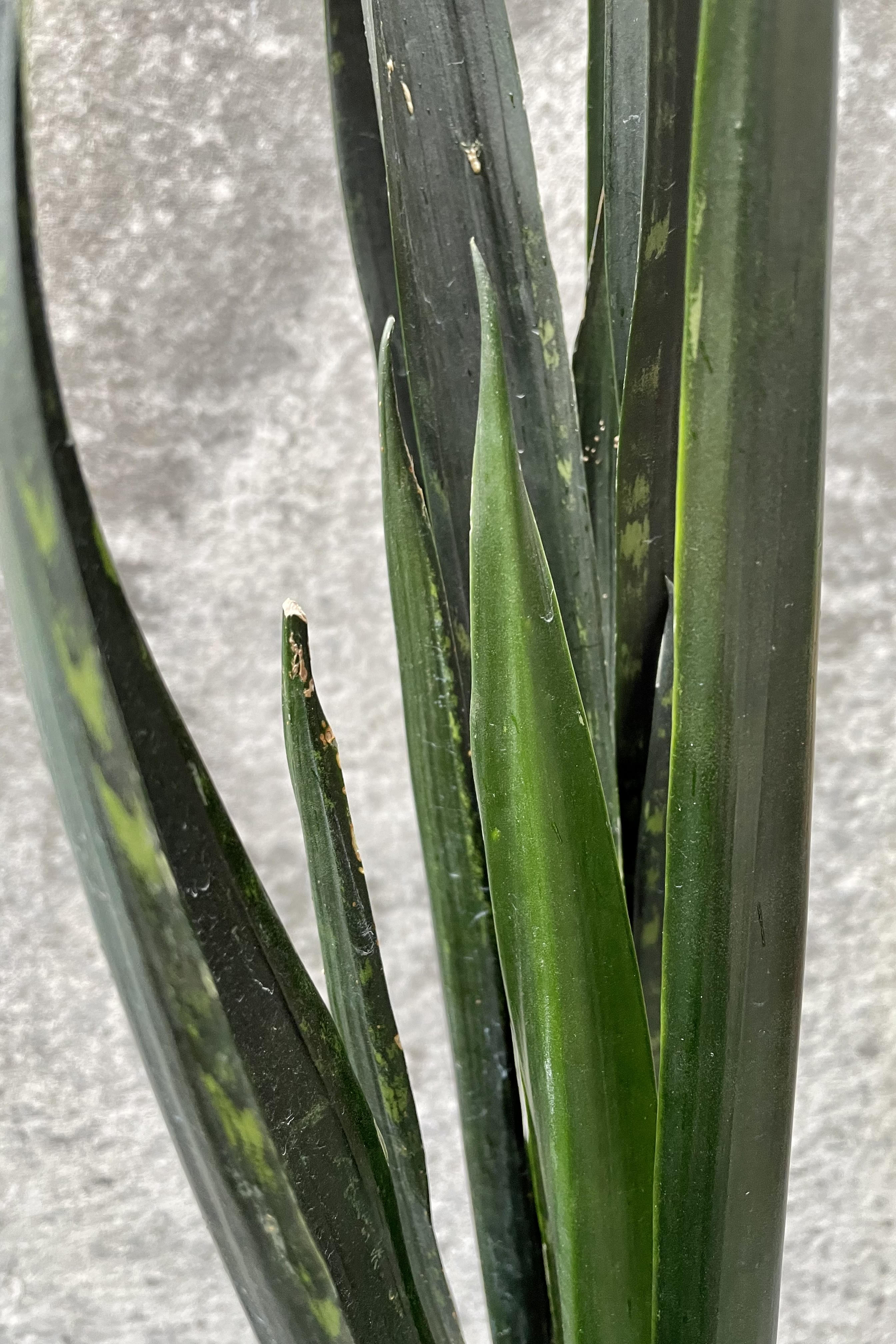 A detailed glimpse of that Sansevieria's 'Black Jaguar' dark green foliage.