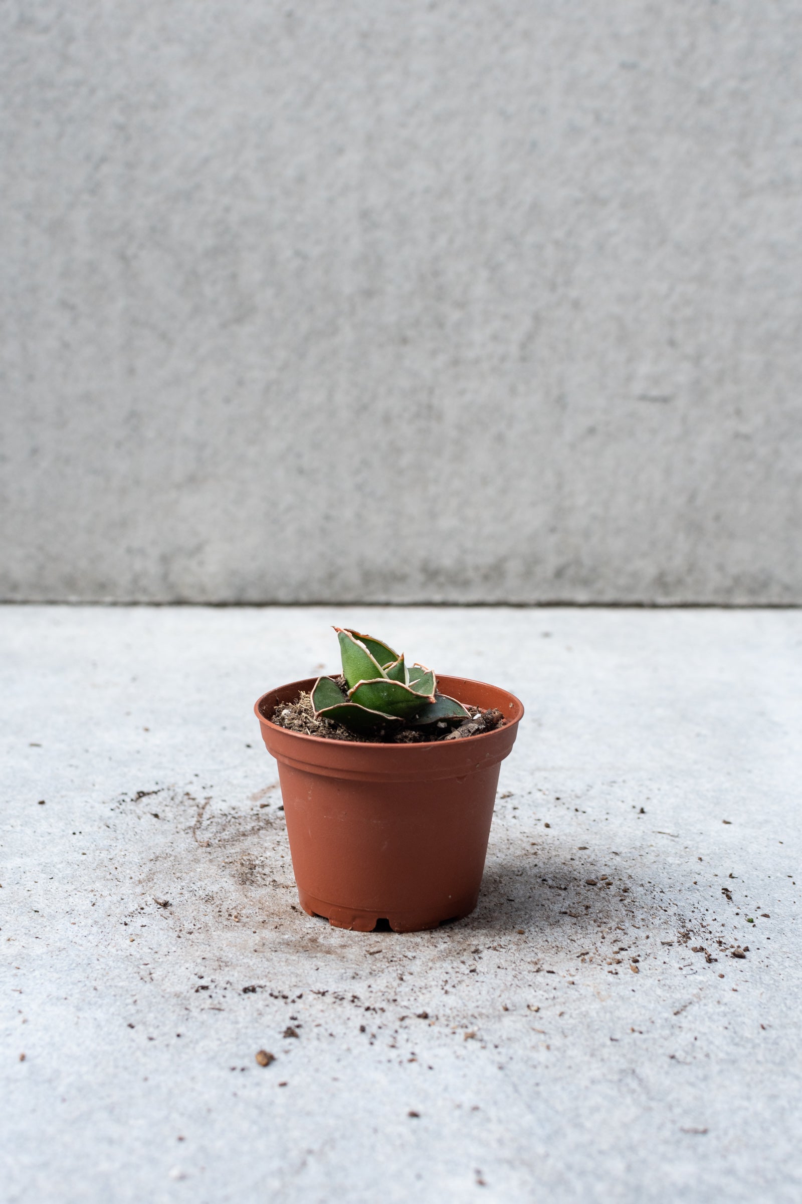 Samurai Dwarf plant in a 3 inch pot against a grey wall. ©Sprout Home