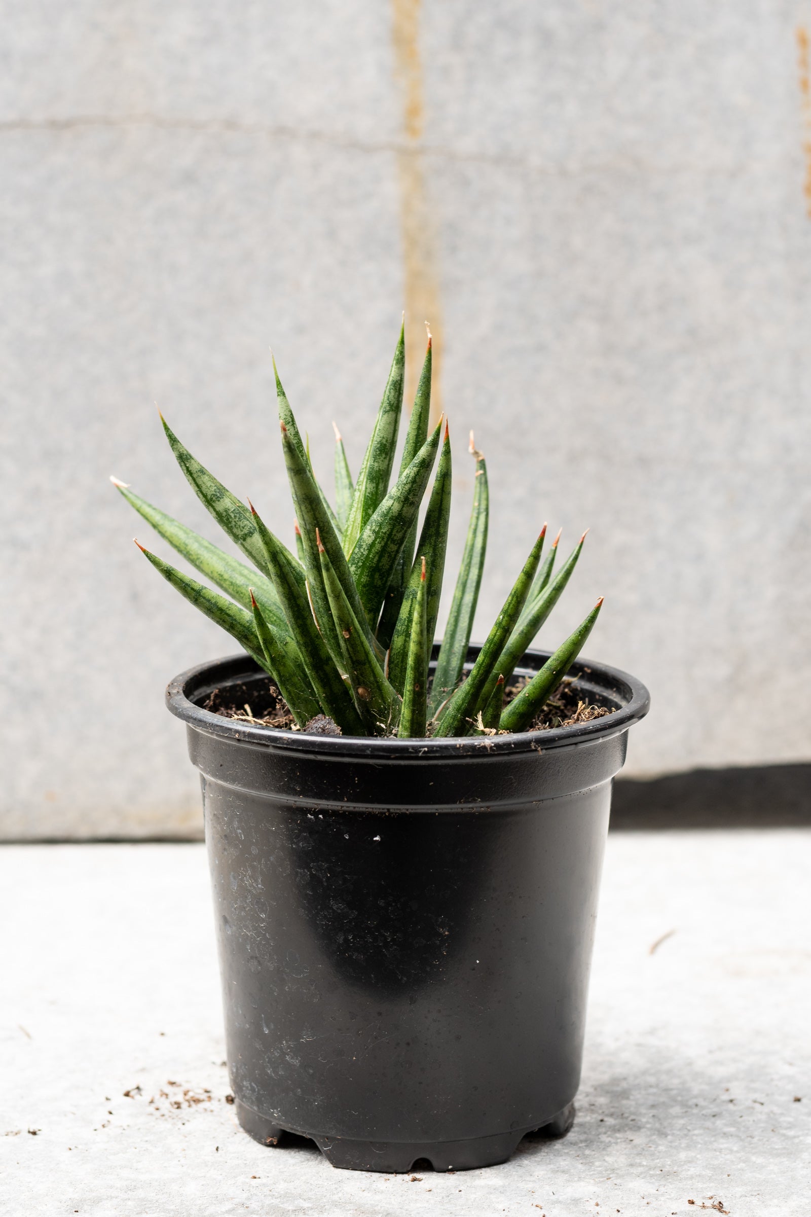 Sansevieria francisii in a 4" growers pot again a concrete wall ©Sprout Home