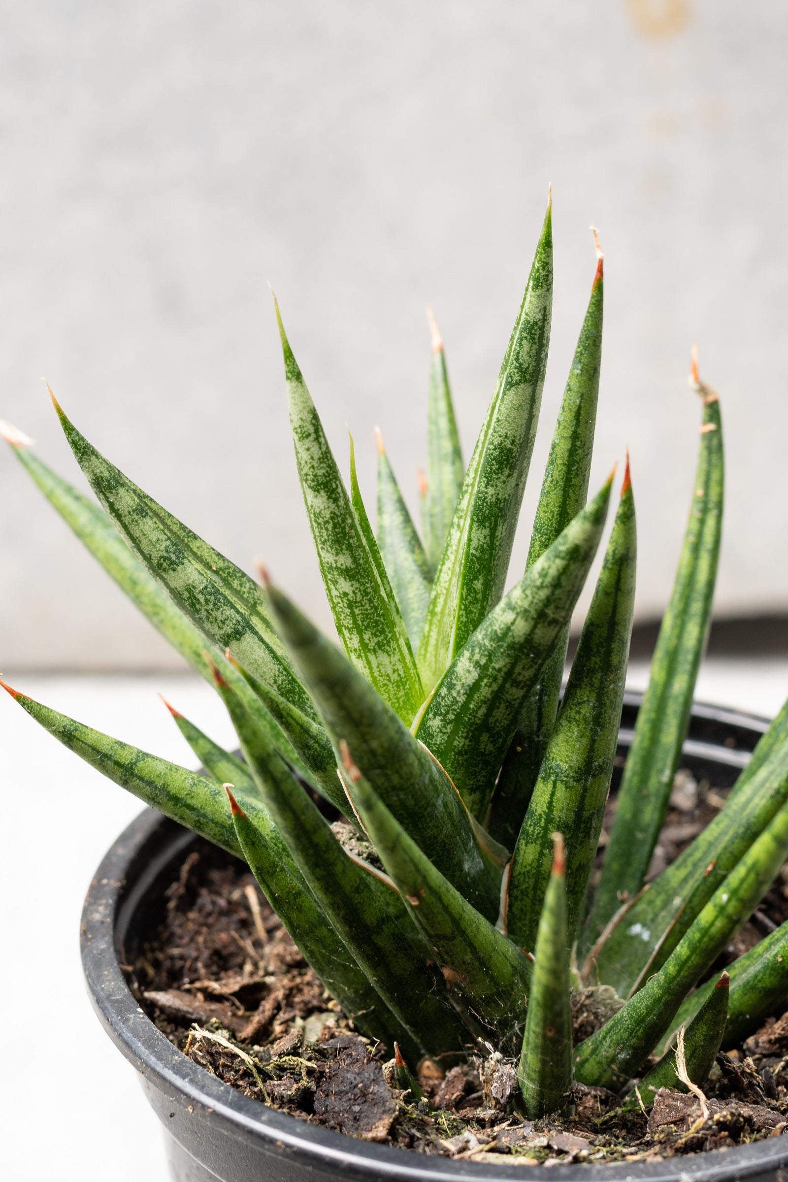 A potted Sansevieria francisii plant, commonly known as Mother In Law Tongue, with dark green variegated leaves. ©Sprout Home