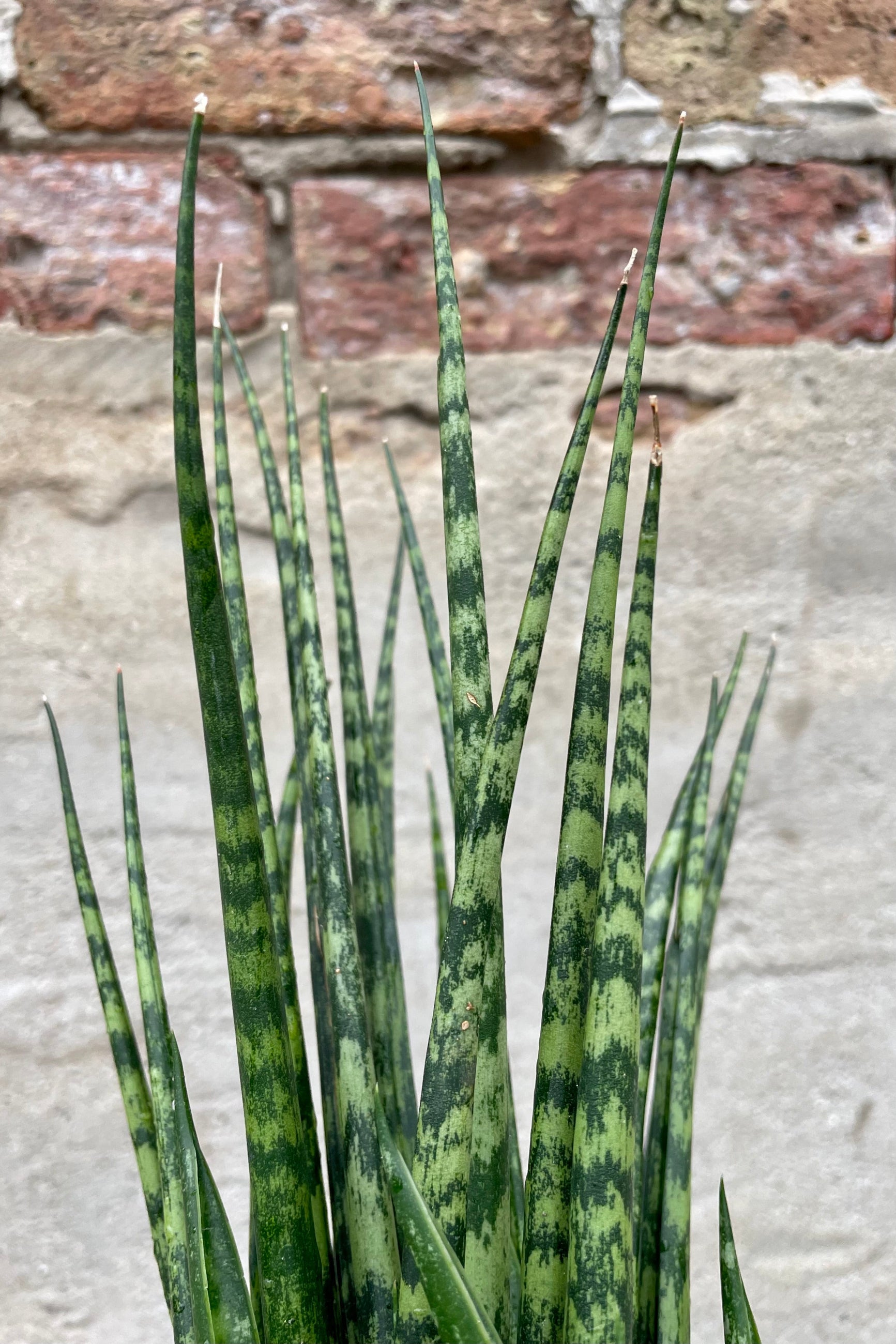 detail of Sansevieria 'Fernwood' 6" against a grey wall ©Sprout Home
