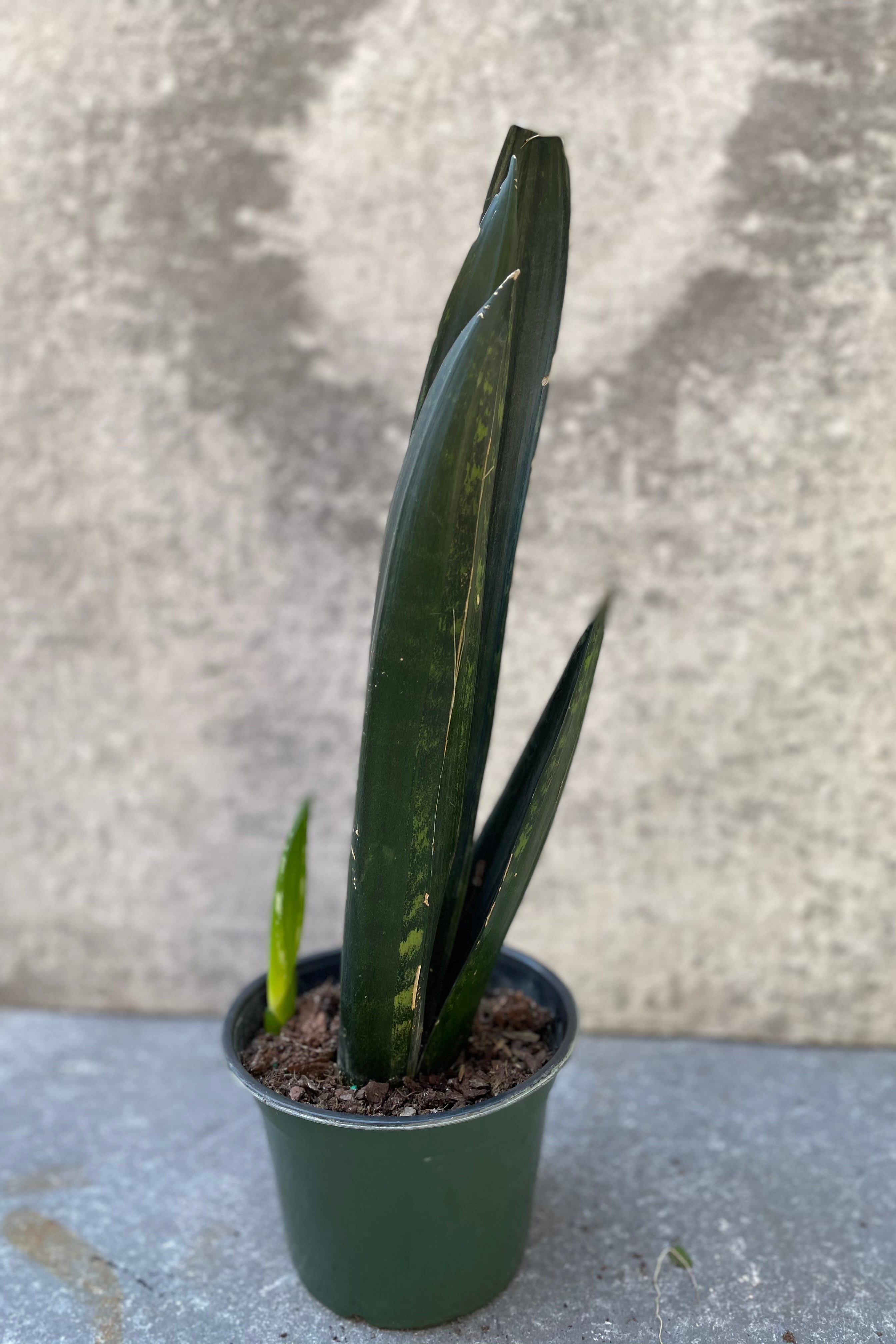 Sansevieria 'Green Mountain' in a 6 inch container against a grey wall.