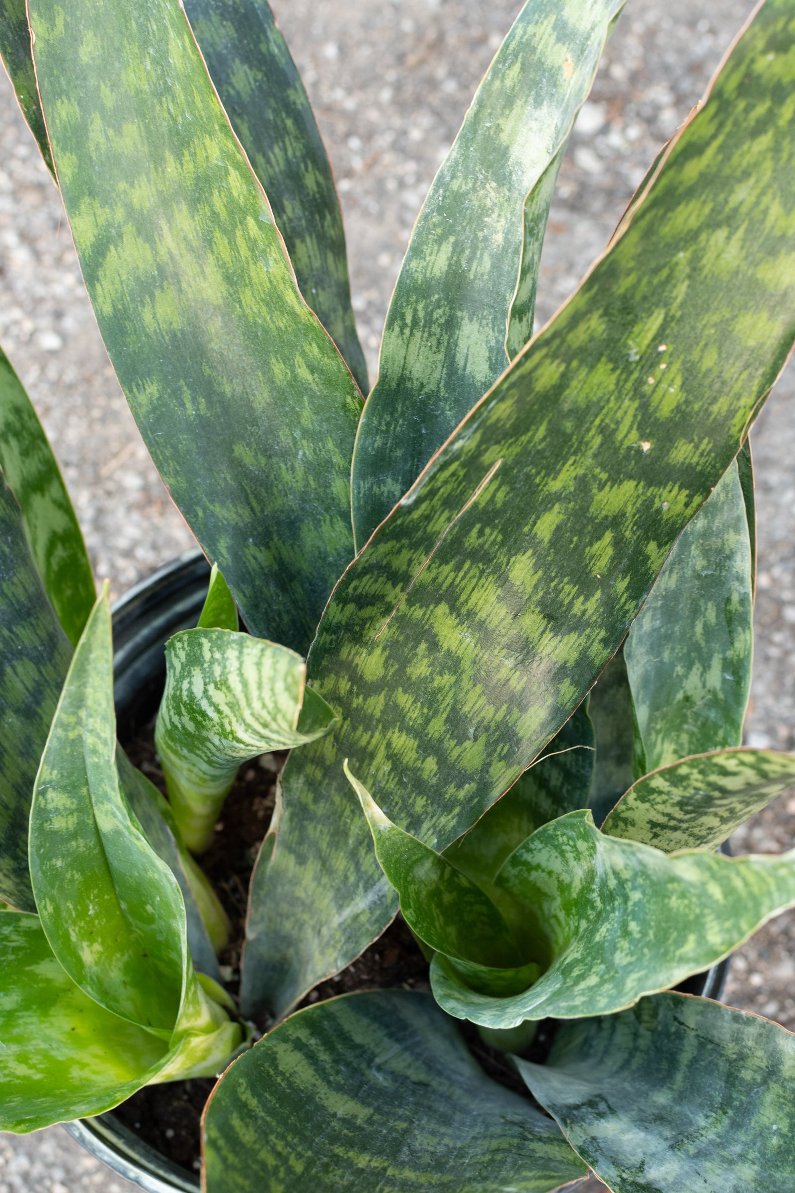 sansevieria jaboa vs aubrytiana Sansevieria 'Jaboa' 10"