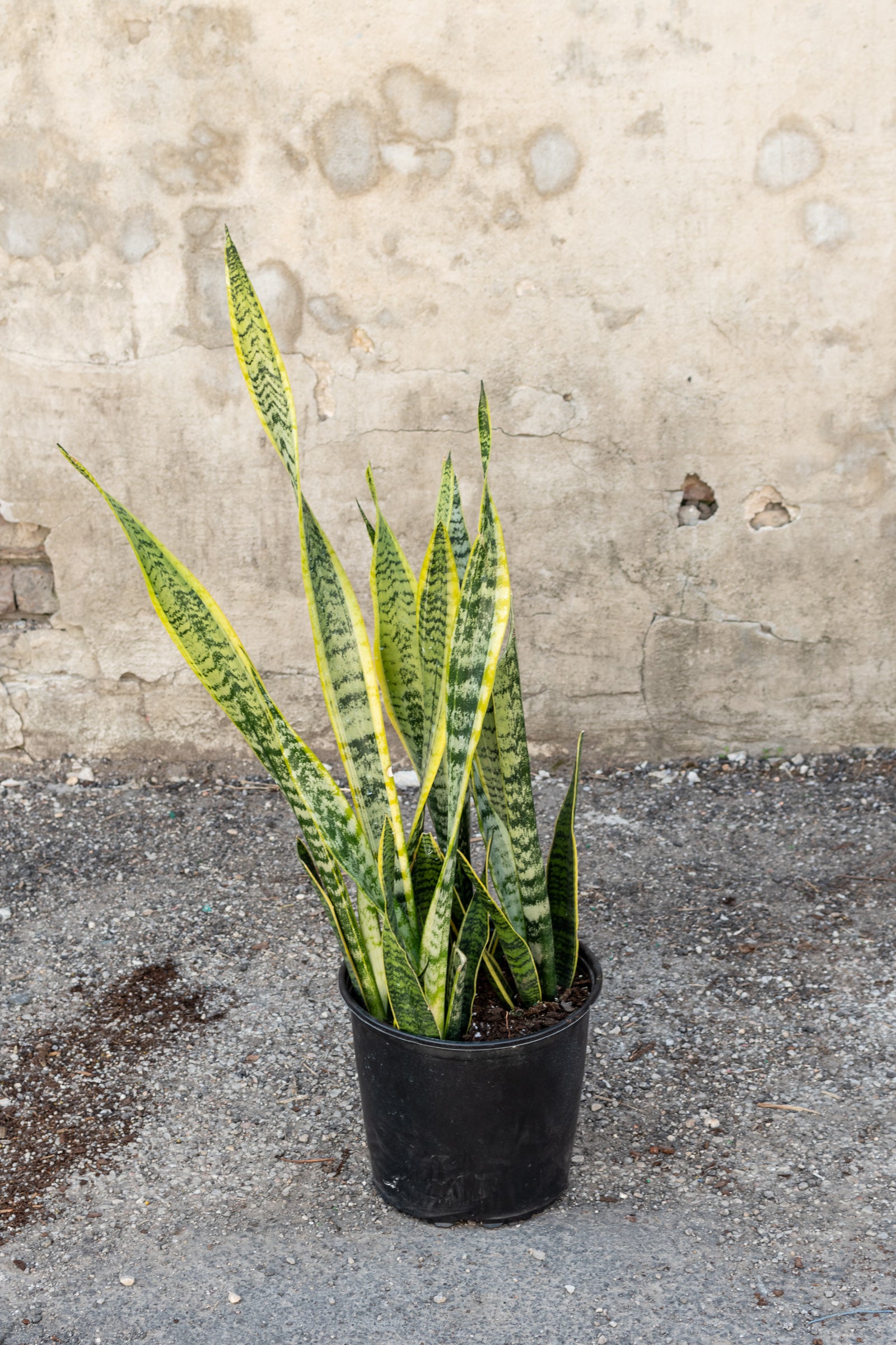 Large sansevieria laurenti in front of concrete wall ©Sprout Home