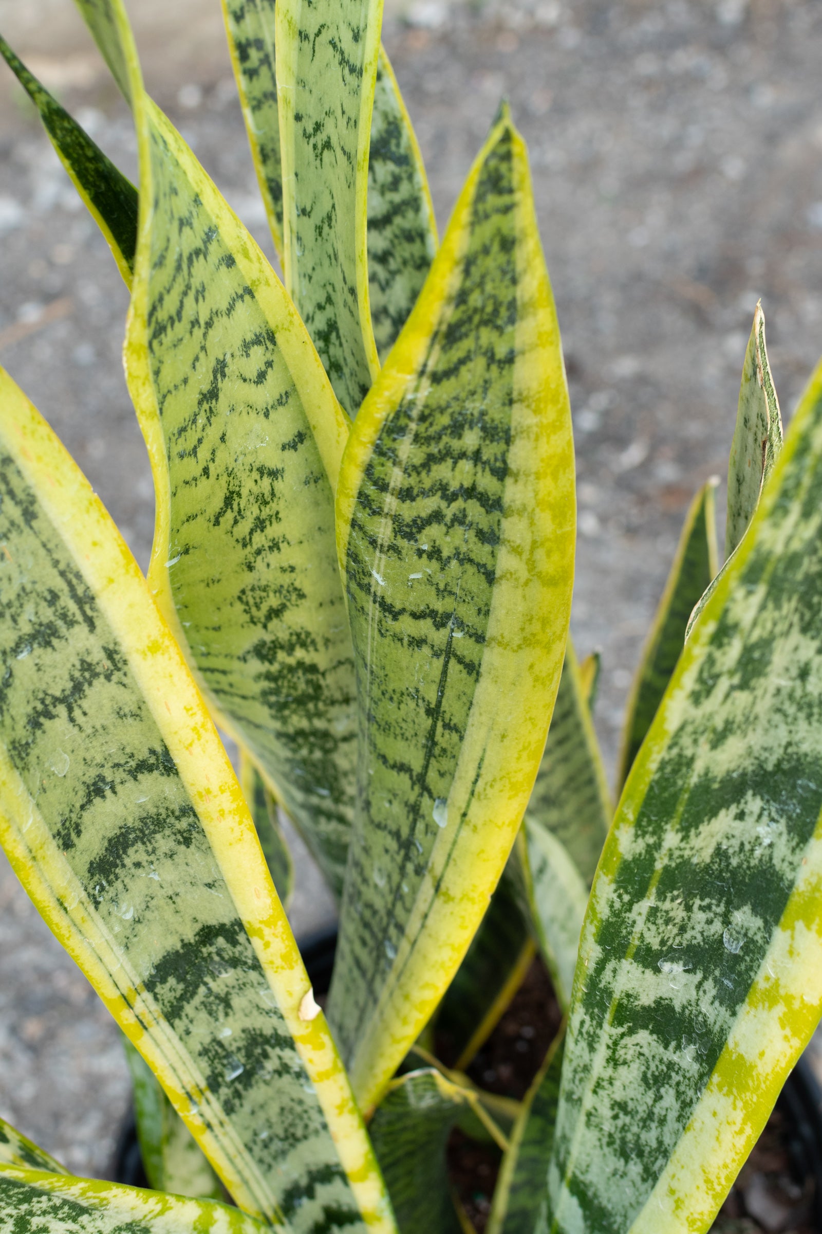 Close up of sanseviera laurenti snake plant leaves ©Sprout Home