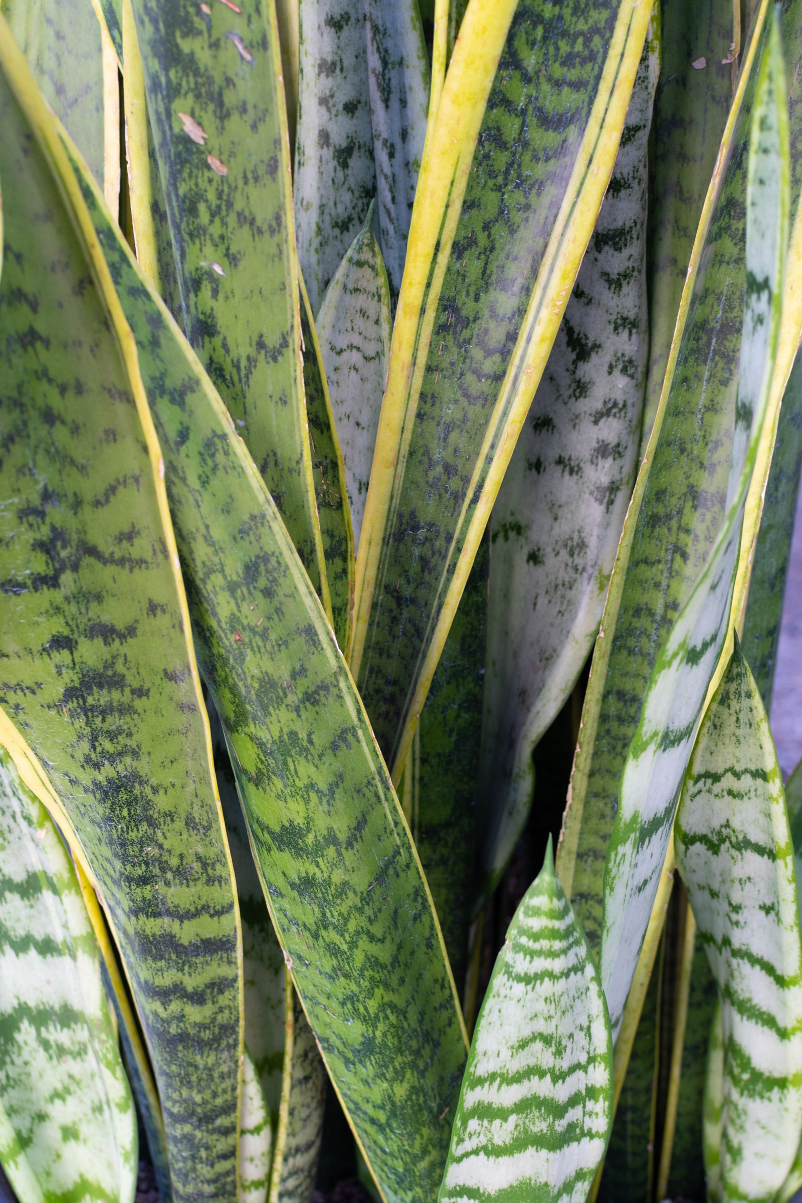 Detail shot of the yellow striped leaves of the Sansevieria 'Laurenti' plant. ©Sprout Home