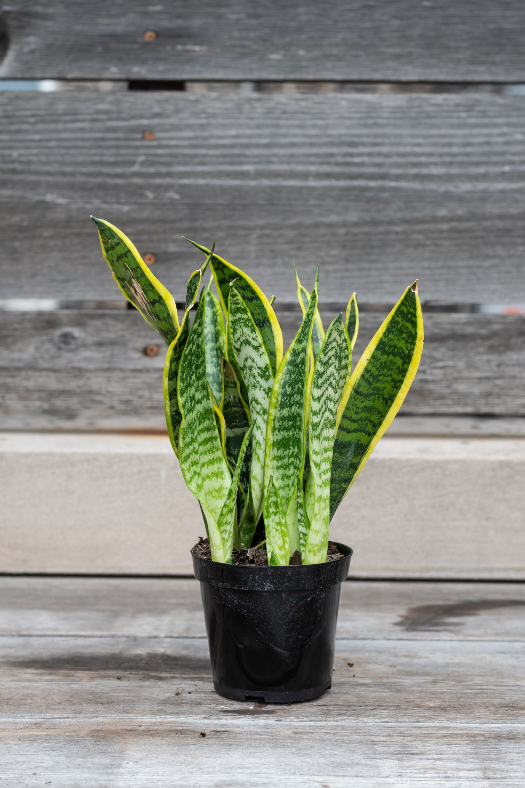Sansevieria 'Laurentii' in grow pot in front of grey wood background ©Sprout Home