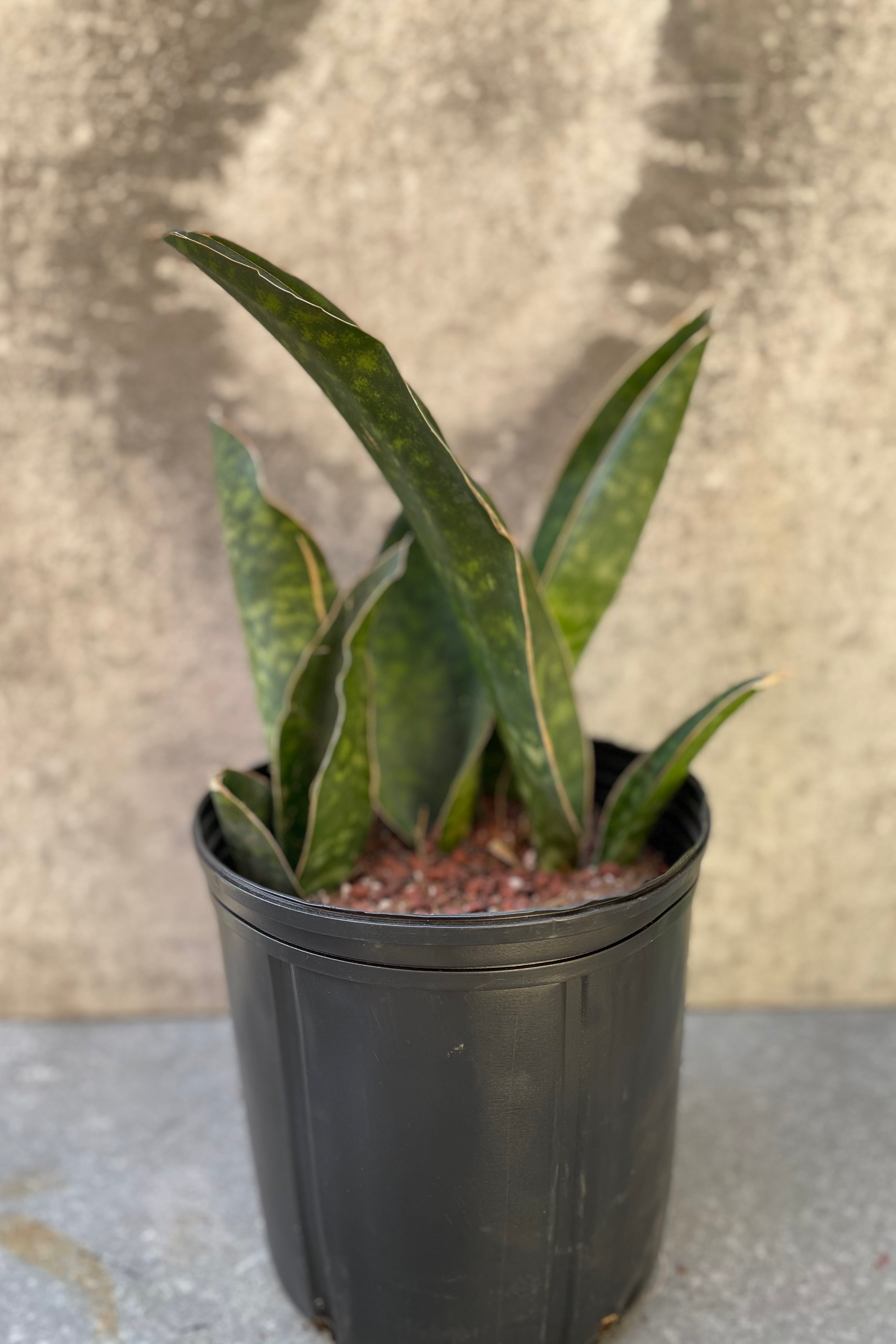 Sansevieria masoniana in a 10 inch growers pot against a grey wall.