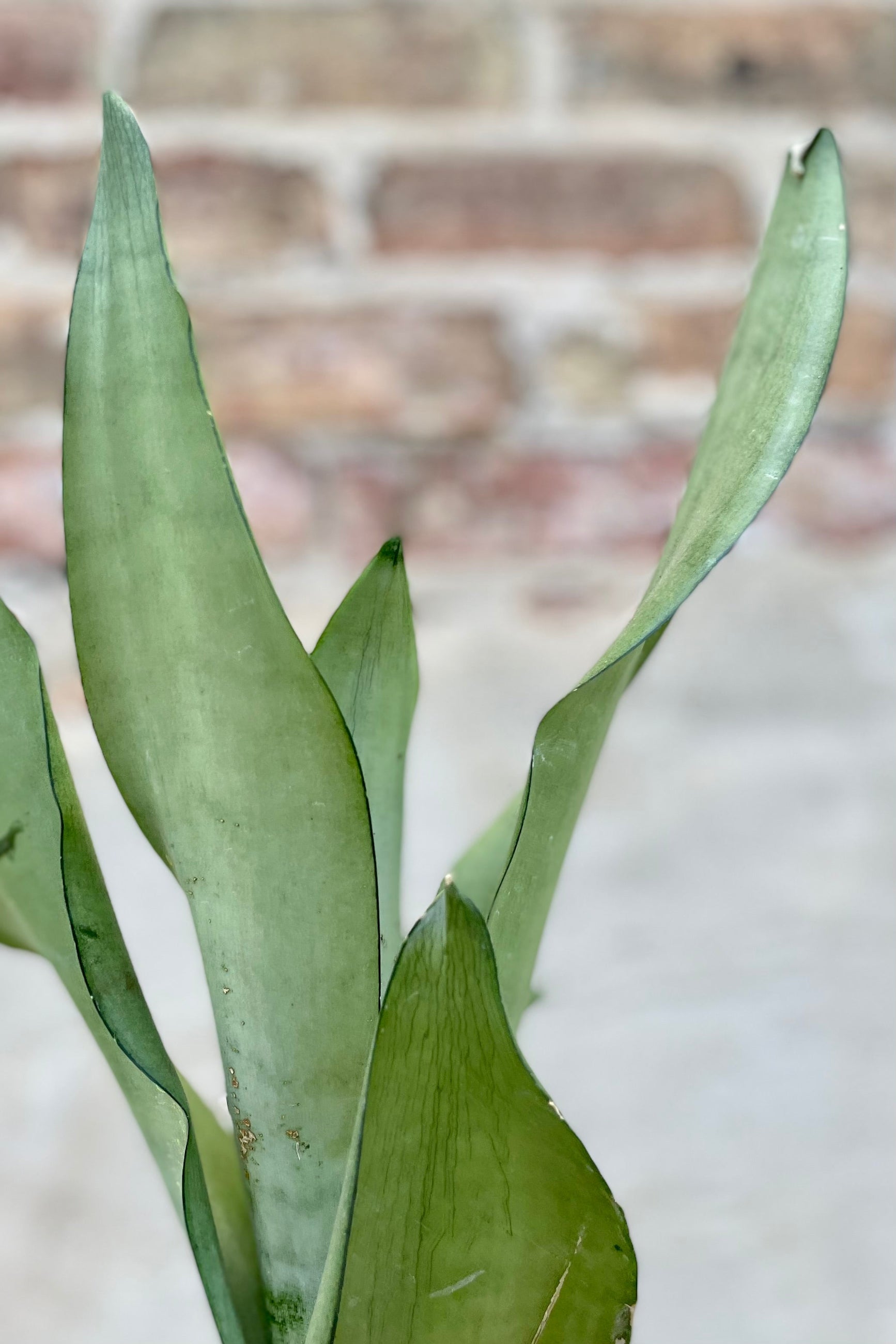 Close photo of broad silvery leaves of Sansevieria against white wall ©Sprout Home