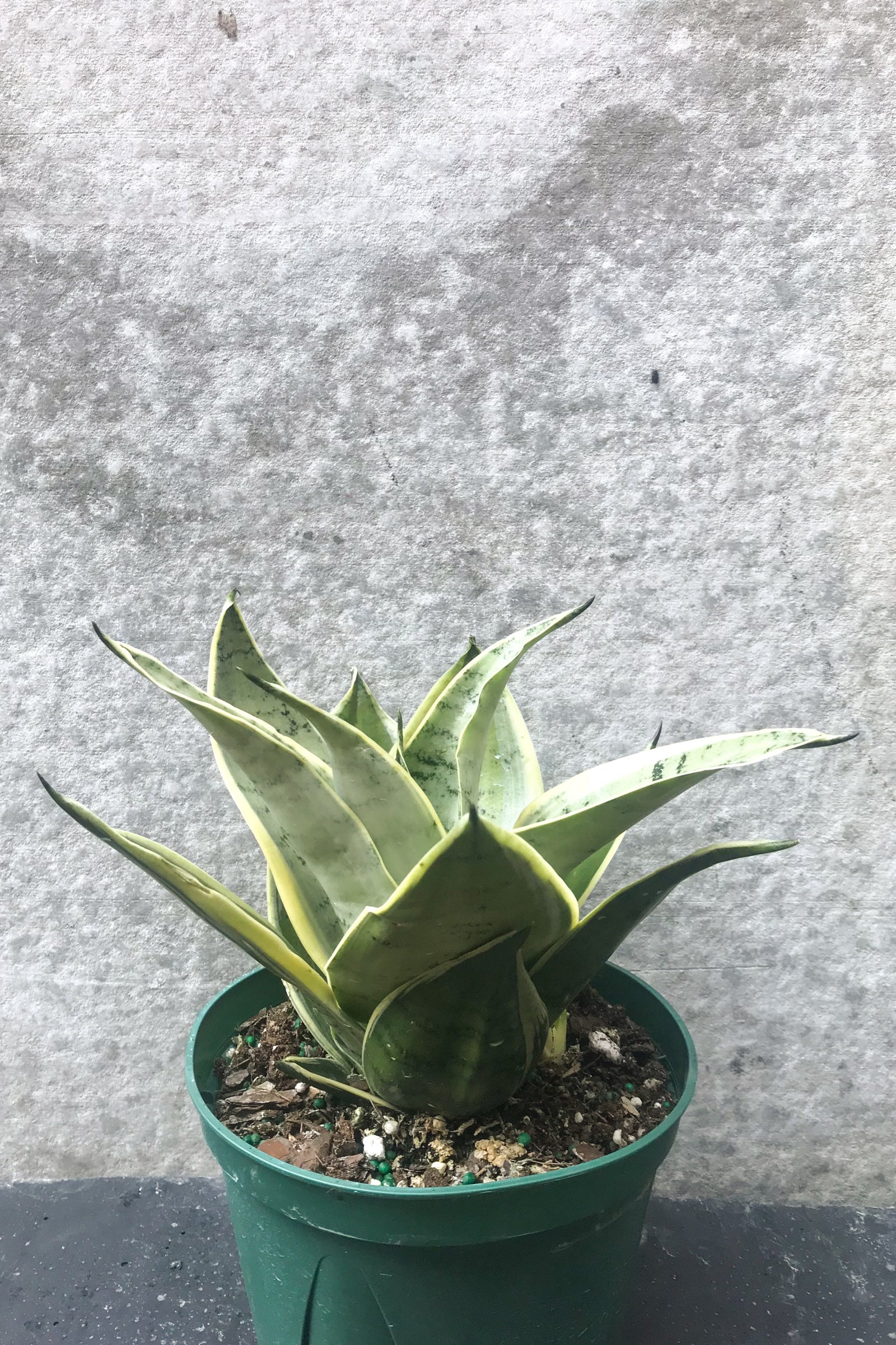 Sansevieria 'Night Owl' in six inch pot in front of grey background brown margin against a grey background ©Sprout Home