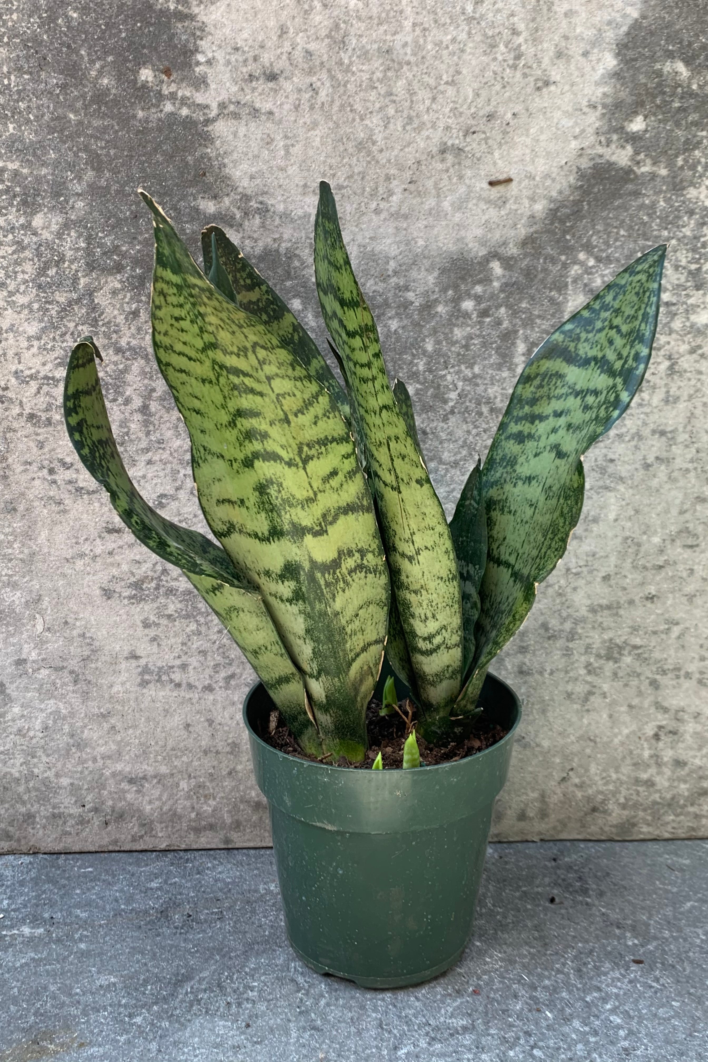 Sansevieria 'Robusta' in a 6 inch pot against a grey wall.