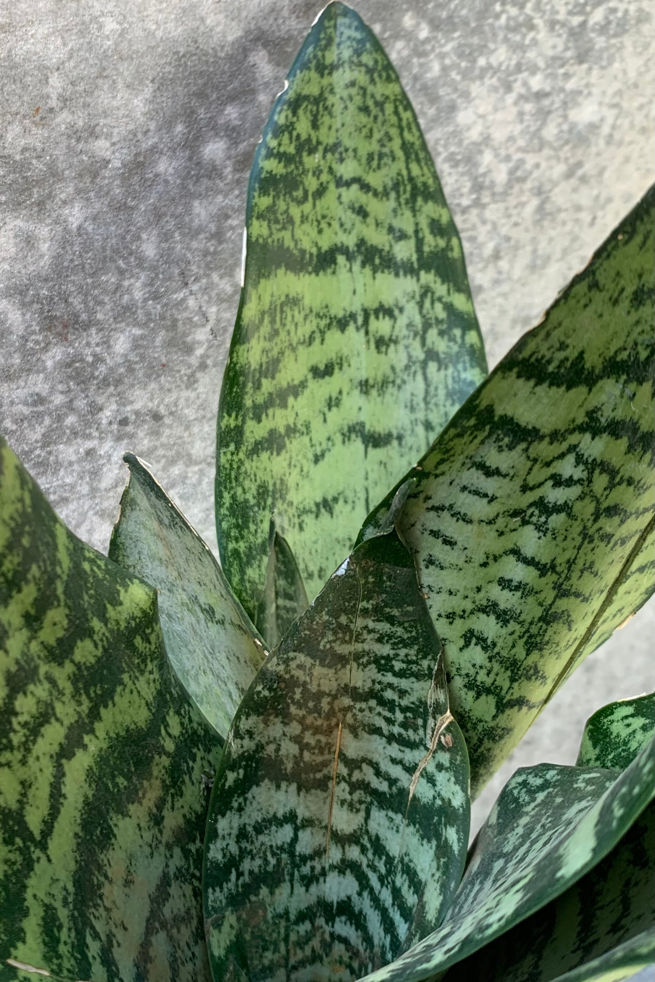 Sansevieria 'Robusta' detail picture from above.