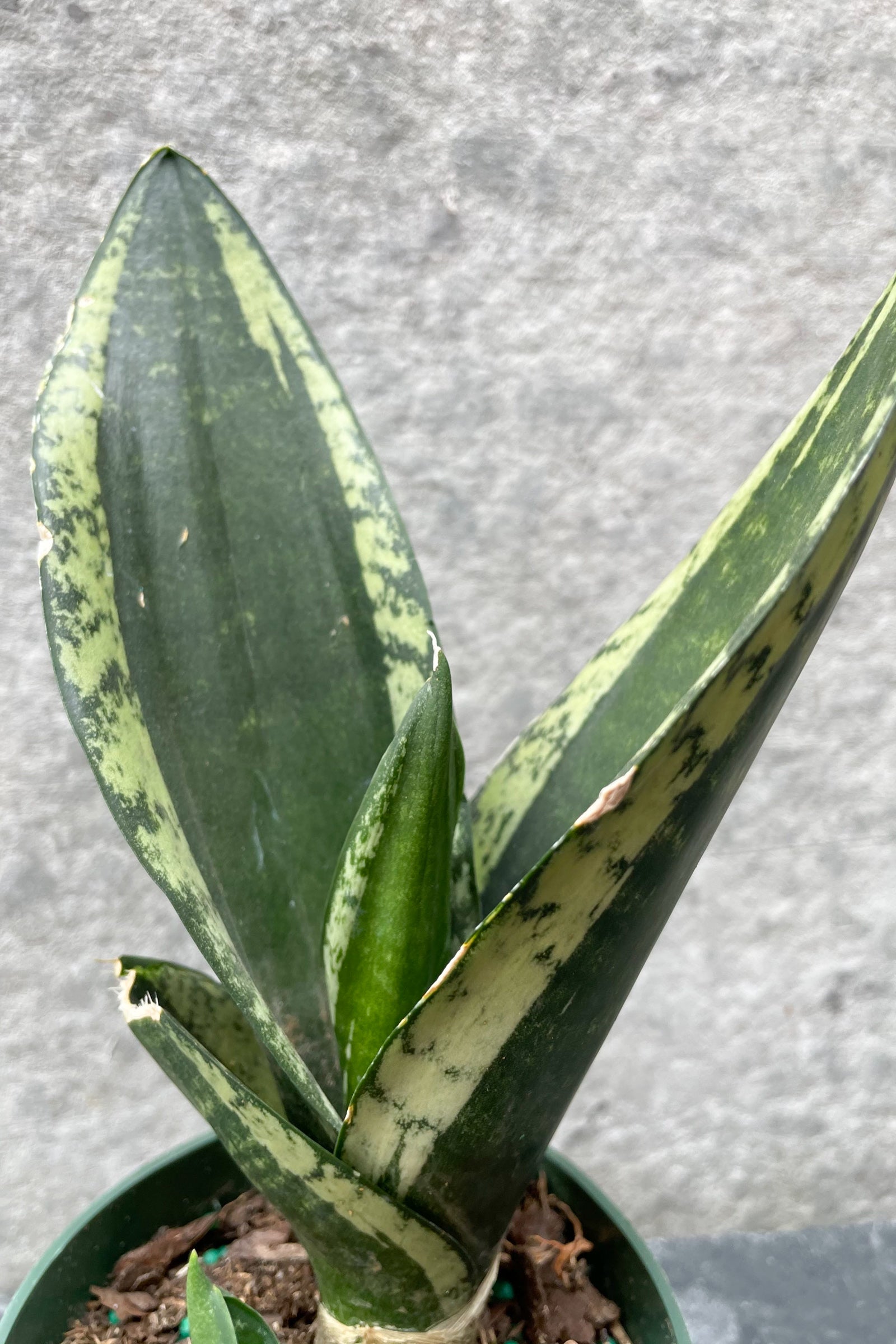whitney snake plant care Sansevieria 'Whitney' 4"