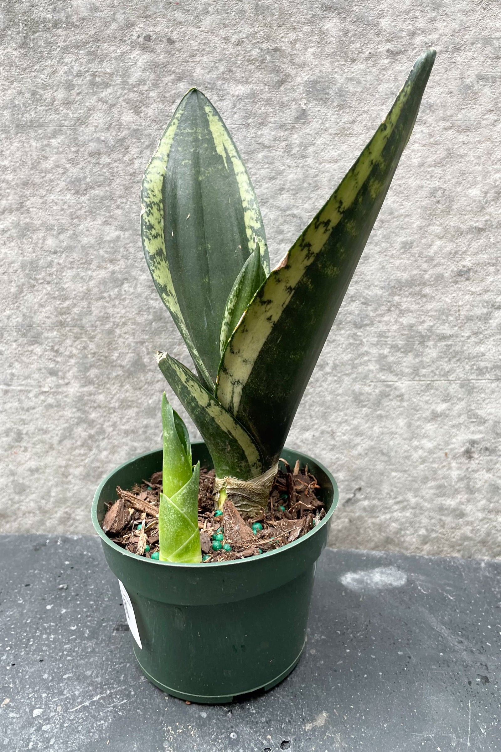 Sansevieria 'Whitney' in a 4" growers pot in front of a concrete wall ©Sprout Home