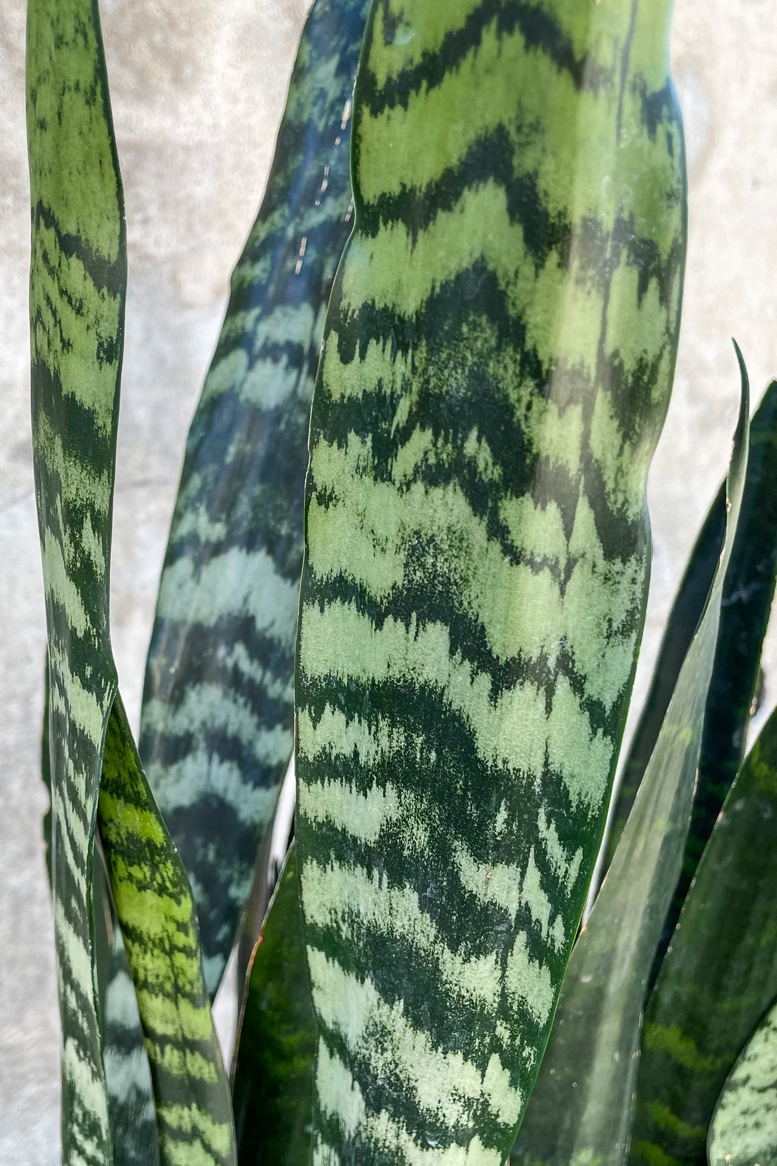 Close up of Sansevieria 'Zeylanica' leaves ©Sprout Home