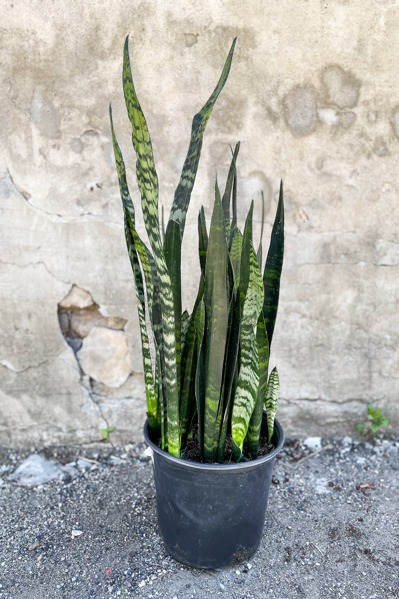 Sansevieria 'Zeylanica' potted in front of concrete wall ©Sprout Home