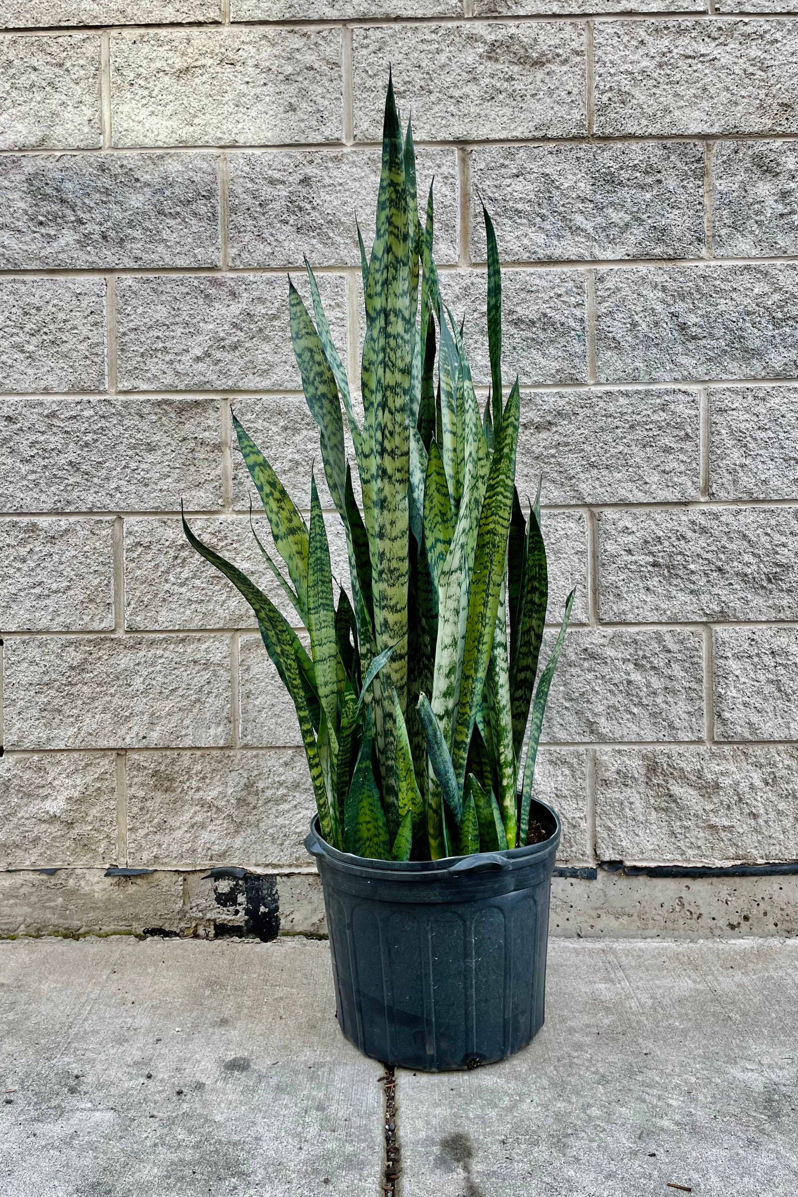 Sansevieria zeylanica 14"