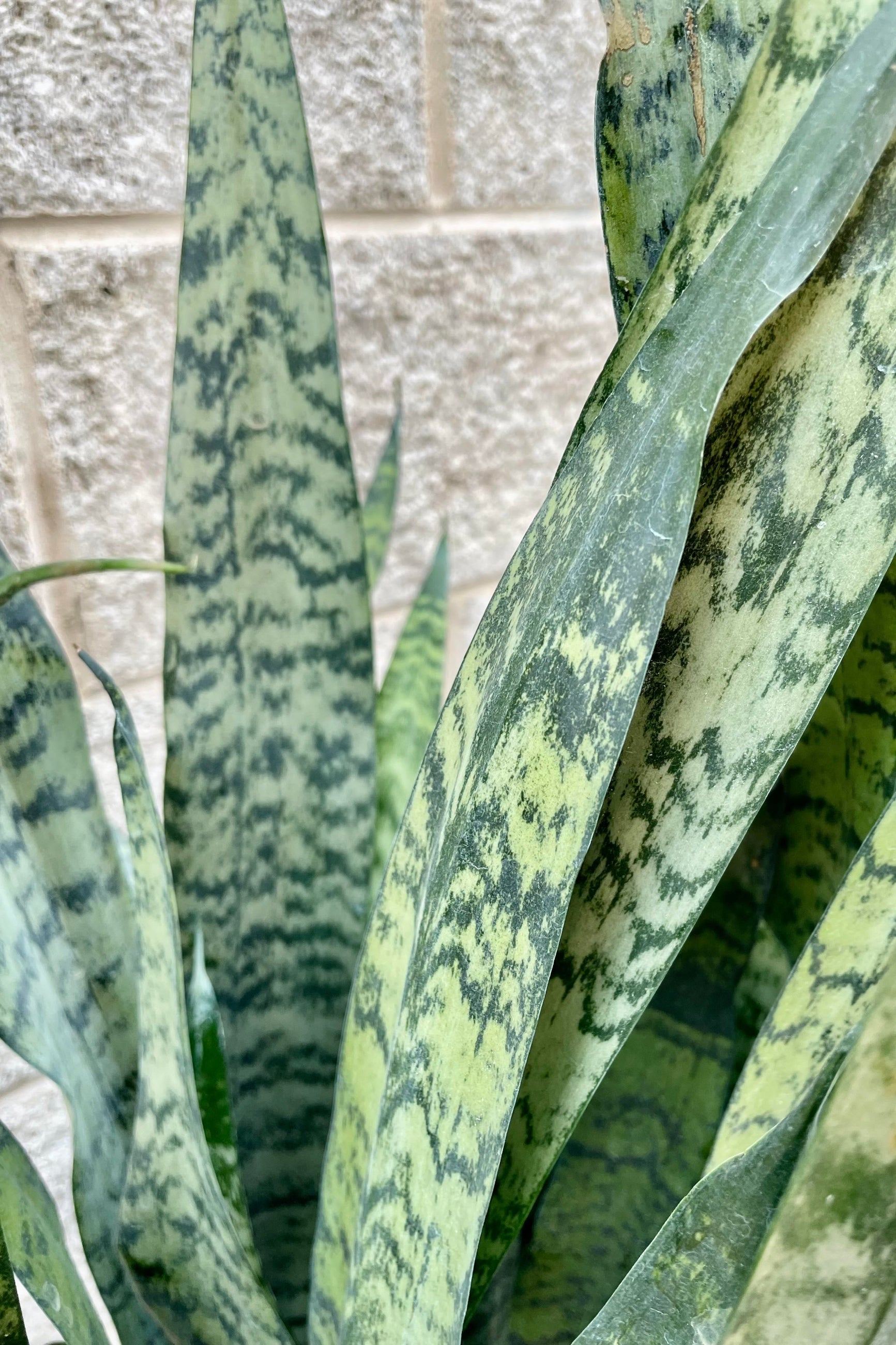 sansevieria zeylanica poisonous Sansevieria zeylanica 14"