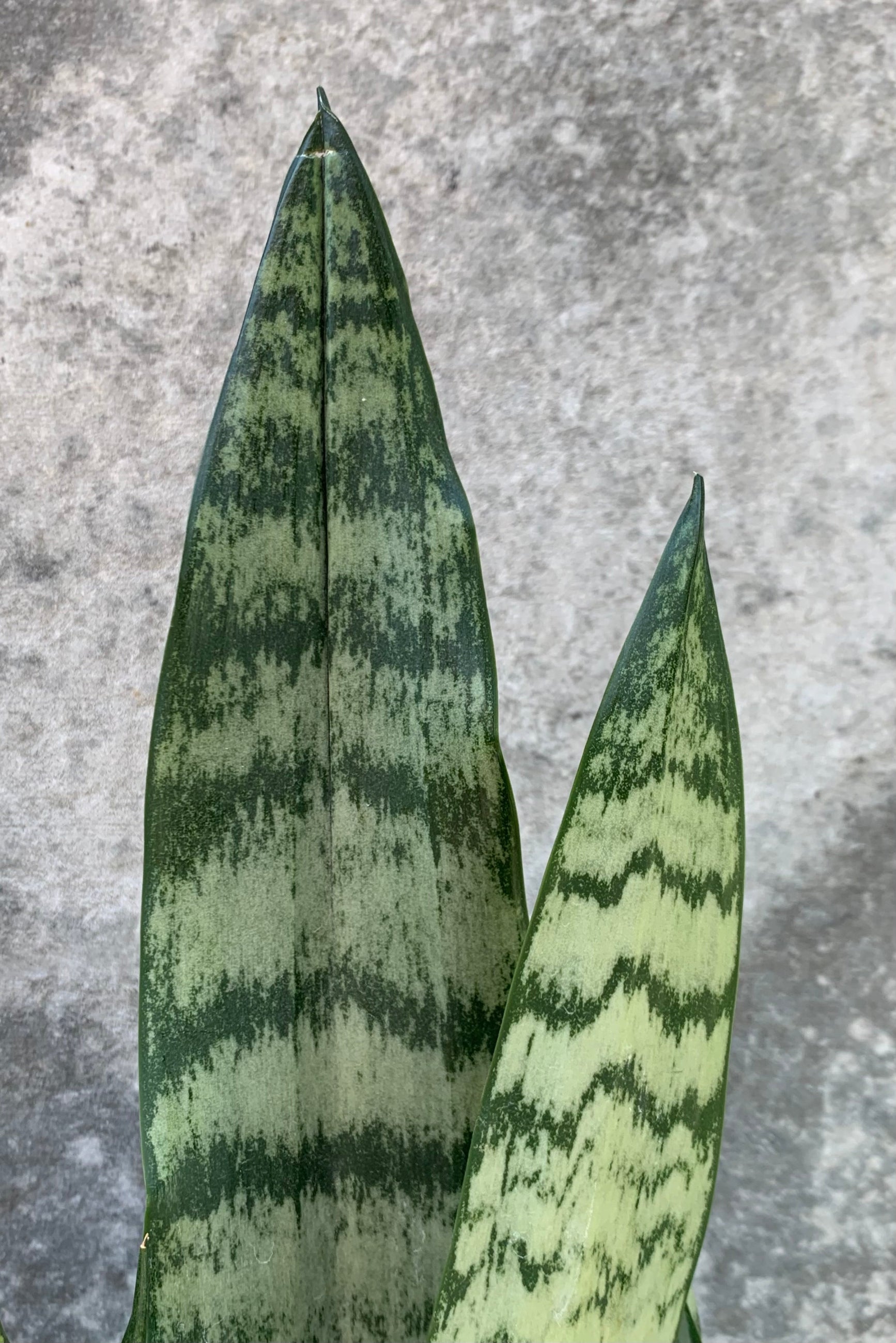 Sansevieria 'Zeylanica' leaves with its variegation of dark green and light green. ©Sprout Home