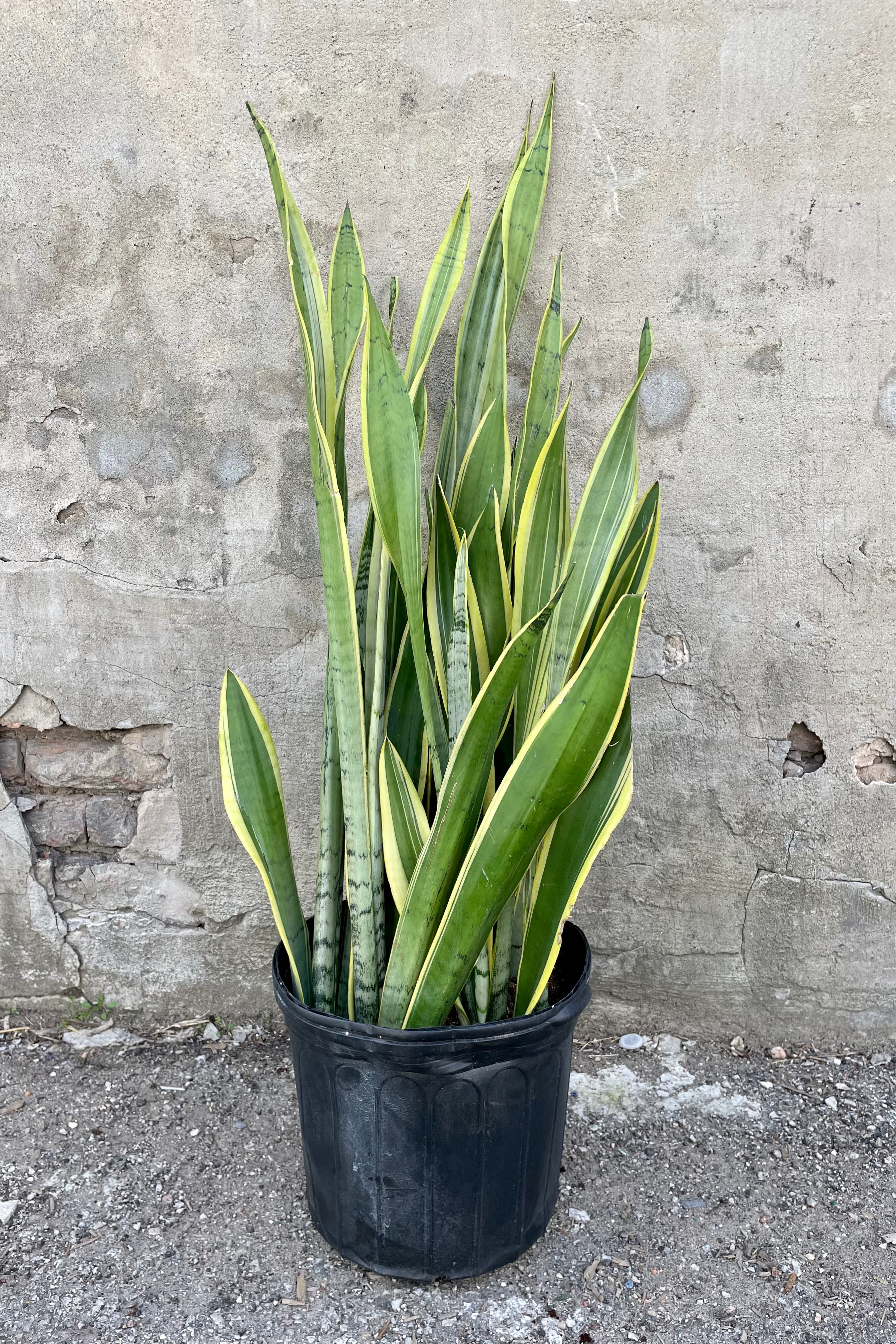 Sansevieria 'Silver Laurentii' 12" black growers pot with green and yellow variegated leaves against a grey wall