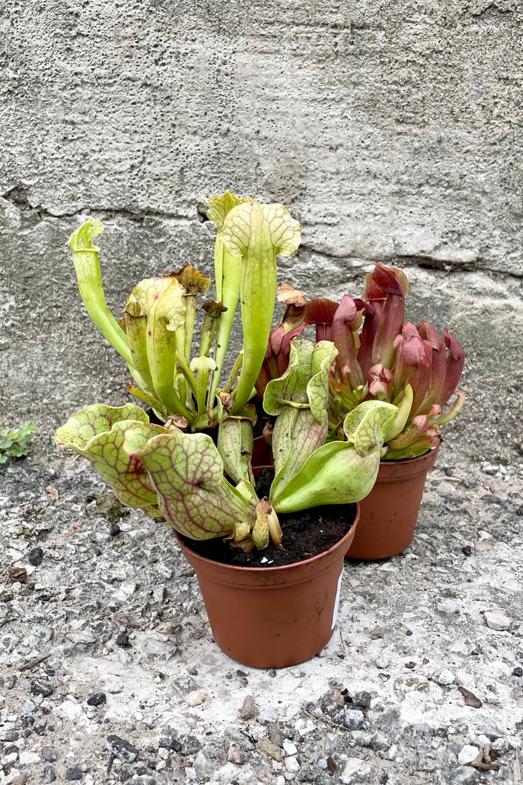 Three 3-inch Sarracenia plants of various coloring in grower pots modeled against a concrete wall ©Sprout Home