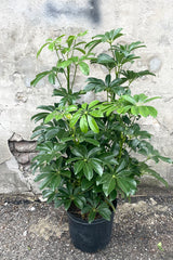 A full view of Schefflera arboricola column 10" in grow pot against concrete backdrop