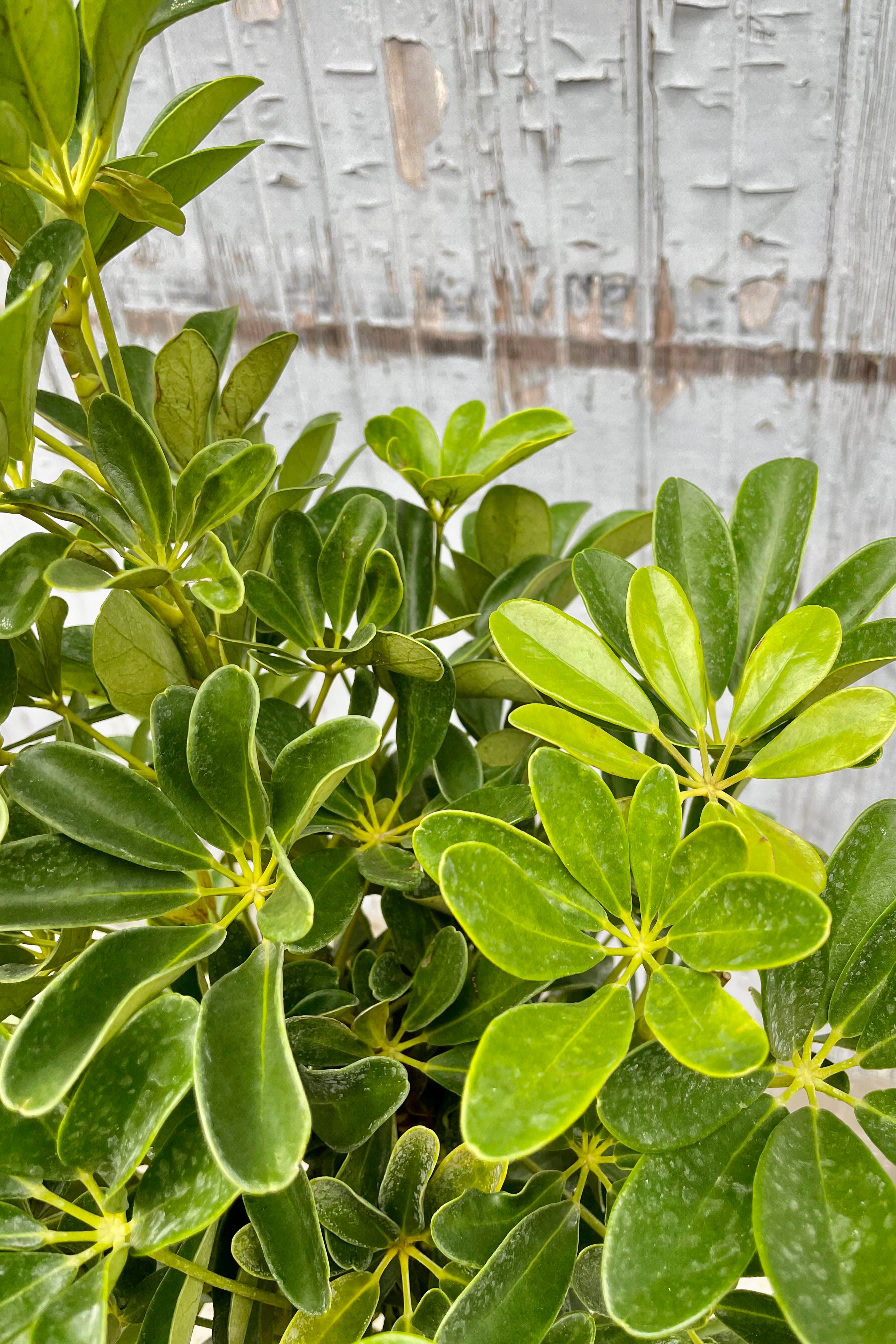 A detailed look at the Schefflera arboricola standard