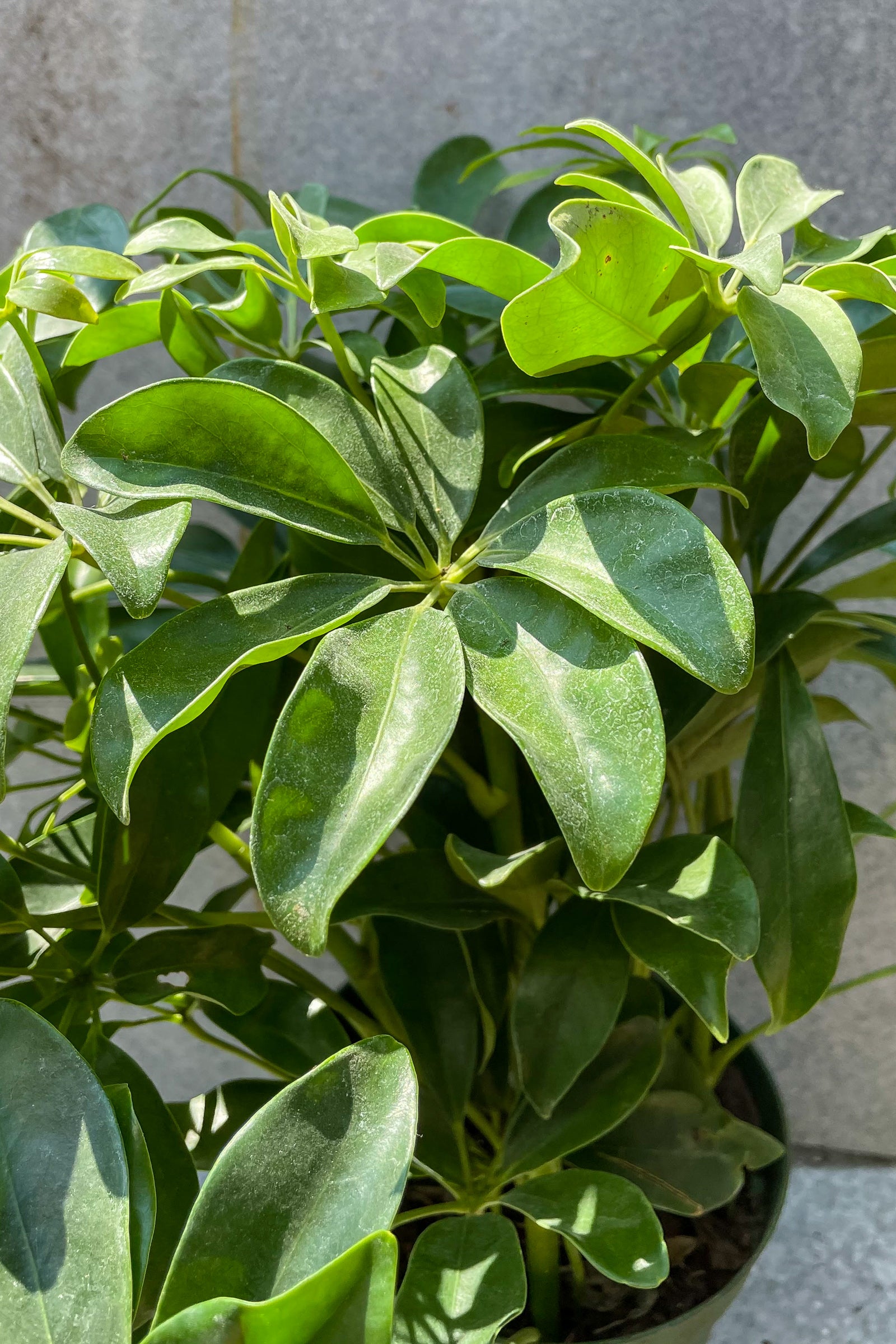 schefflera arboricola toxic to dogs Schefflera arboricola 6" at SPROUT HOME