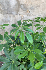 Detail picture of the leaves on a Schefflera arboricola plant.