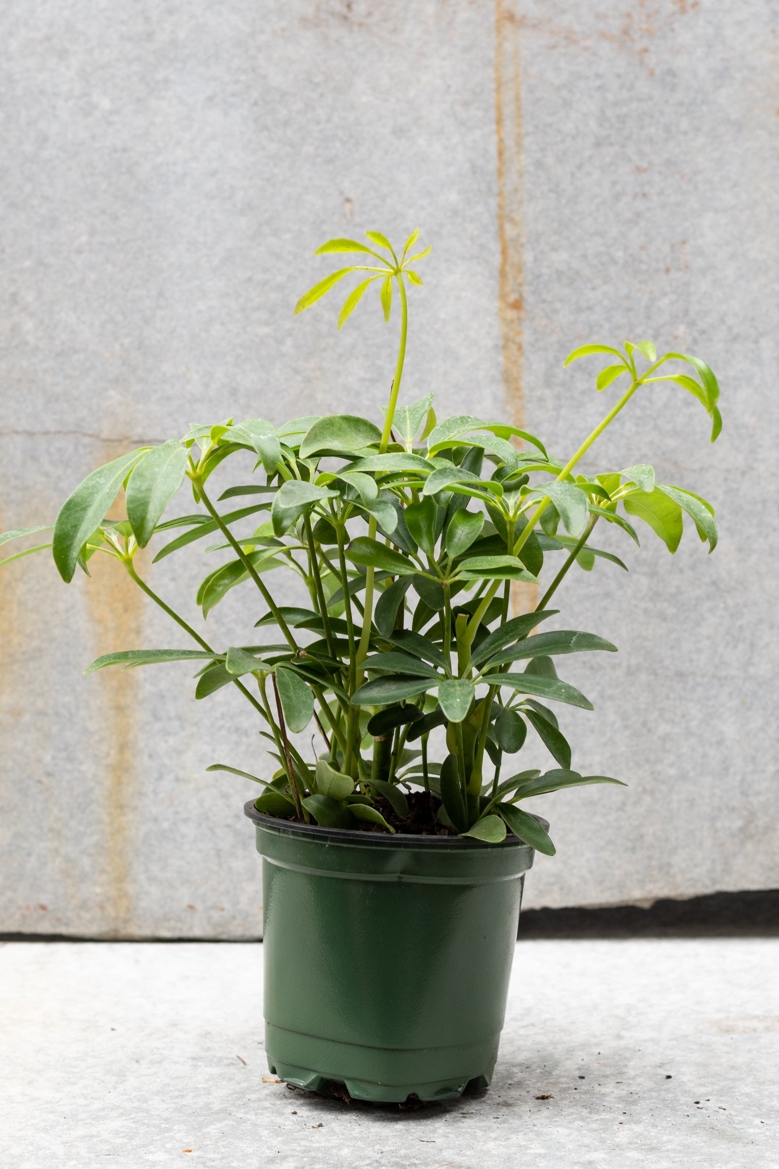 Schefflera arboricola 4"