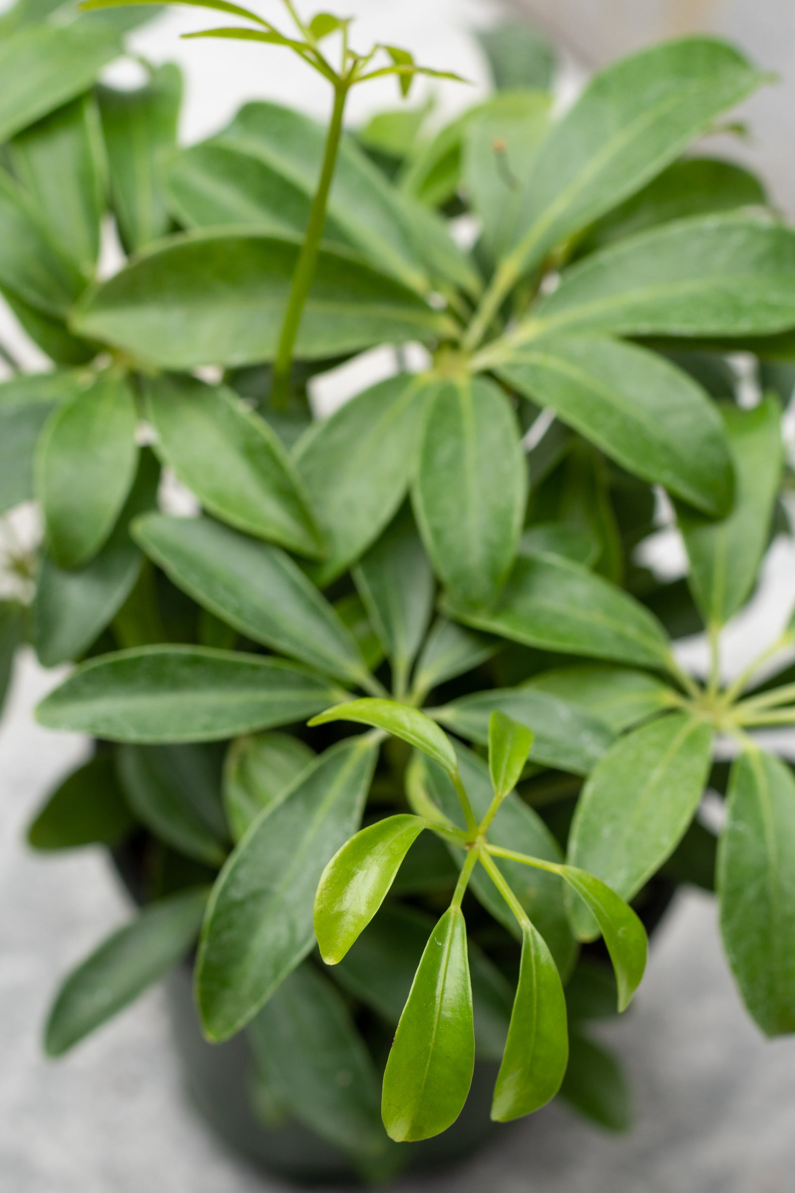 A Schefflera arboricola plant, commonly known as a dwarf umbrella tree, with thick green leaves in a pot. ©Sprout Home