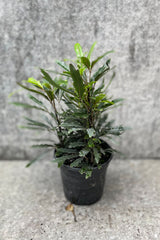 Schefflera elegantissima "False Aralia" in grow pot in front of grey background