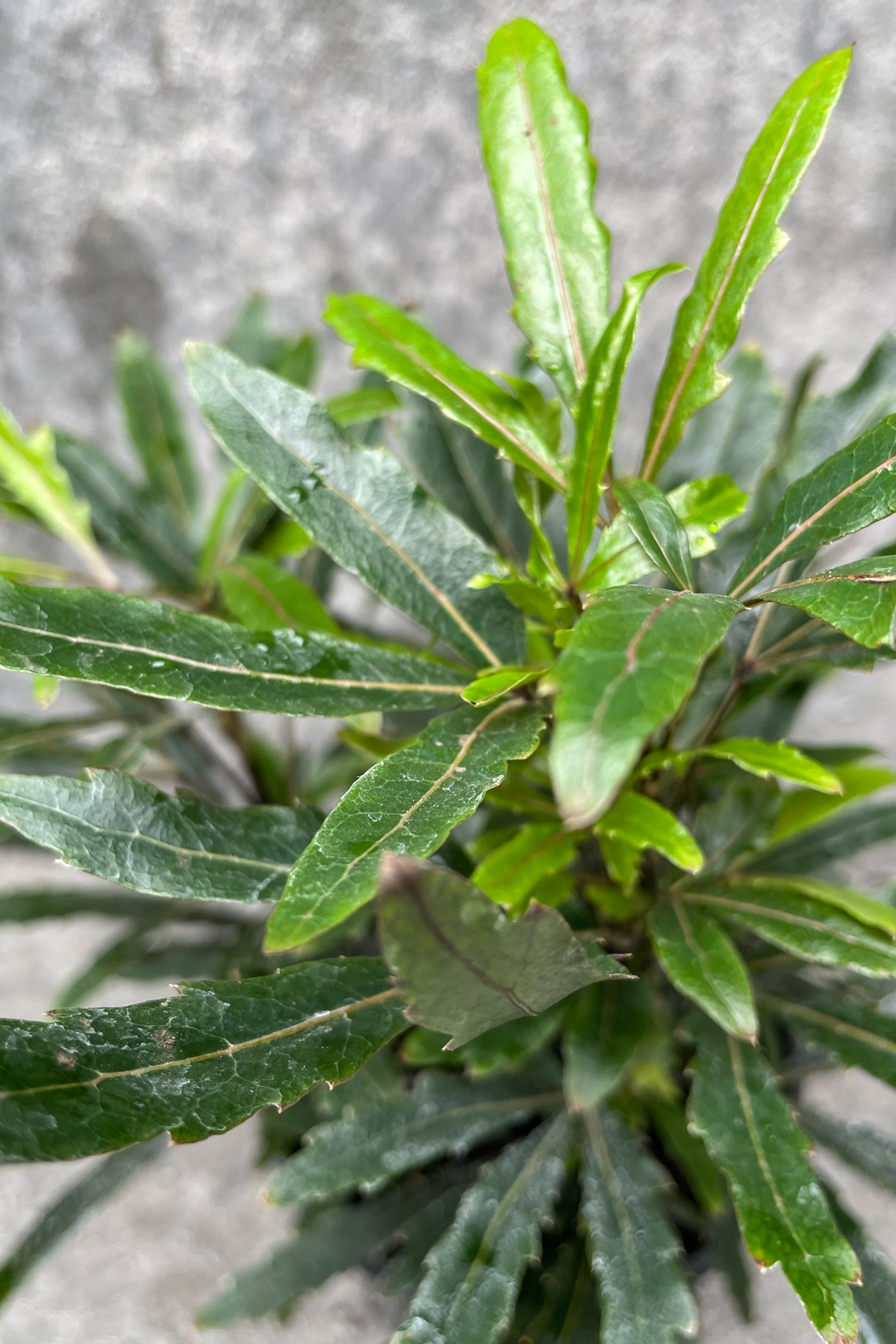Close up of Schefflera elegantissima "False Aralia" foliage