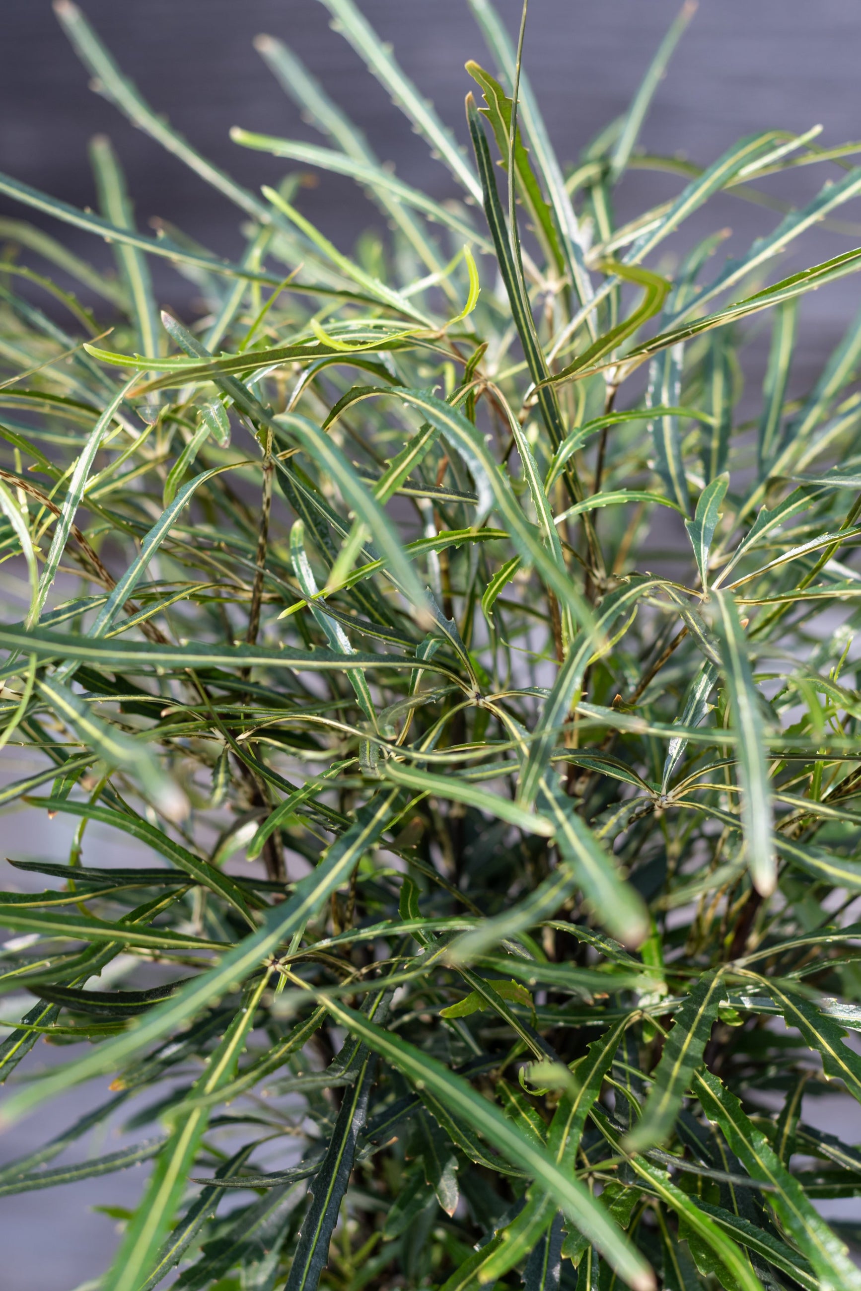 blue star plant Amsonia Wild Blue Yonder main image 1