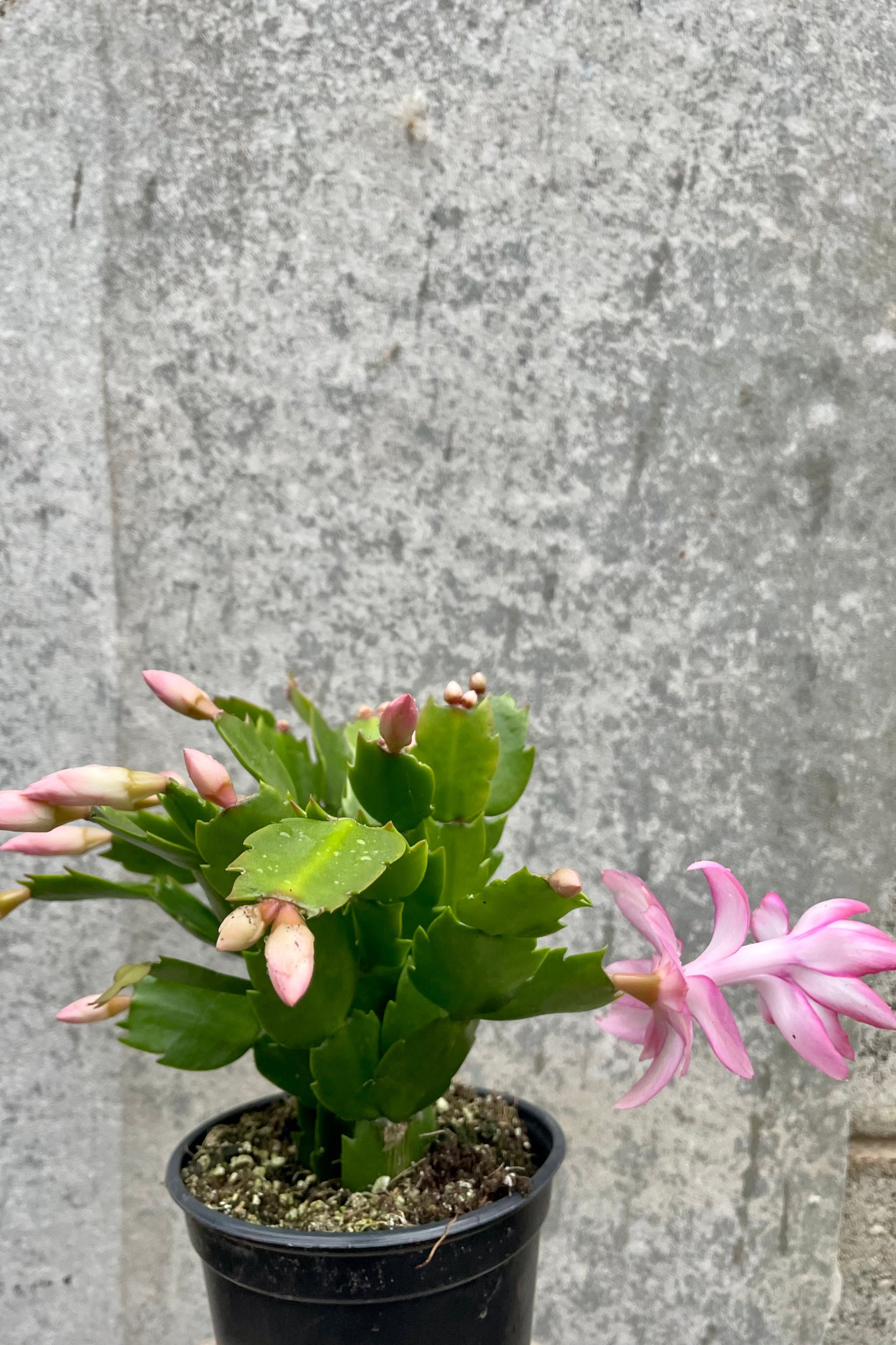 Photo of Schlumbergera Christmas Cactus against gray wall with pink flowers and flower buds. ©Sprout Home