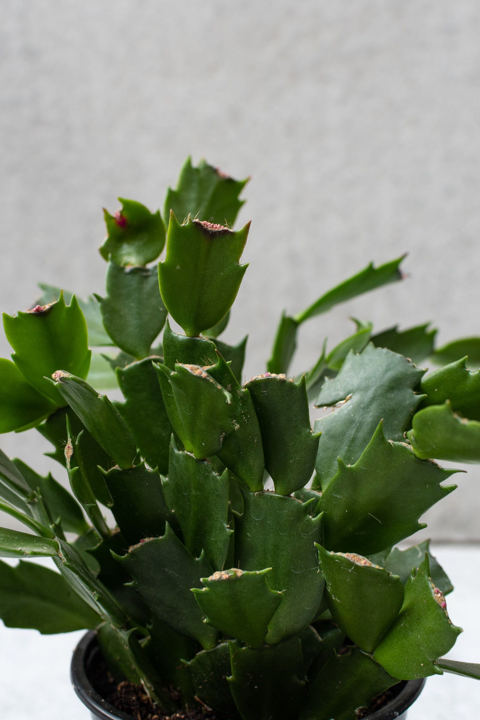 Schlumbergera "Christmas Cactus" not in bloom.  ©Sprout Home