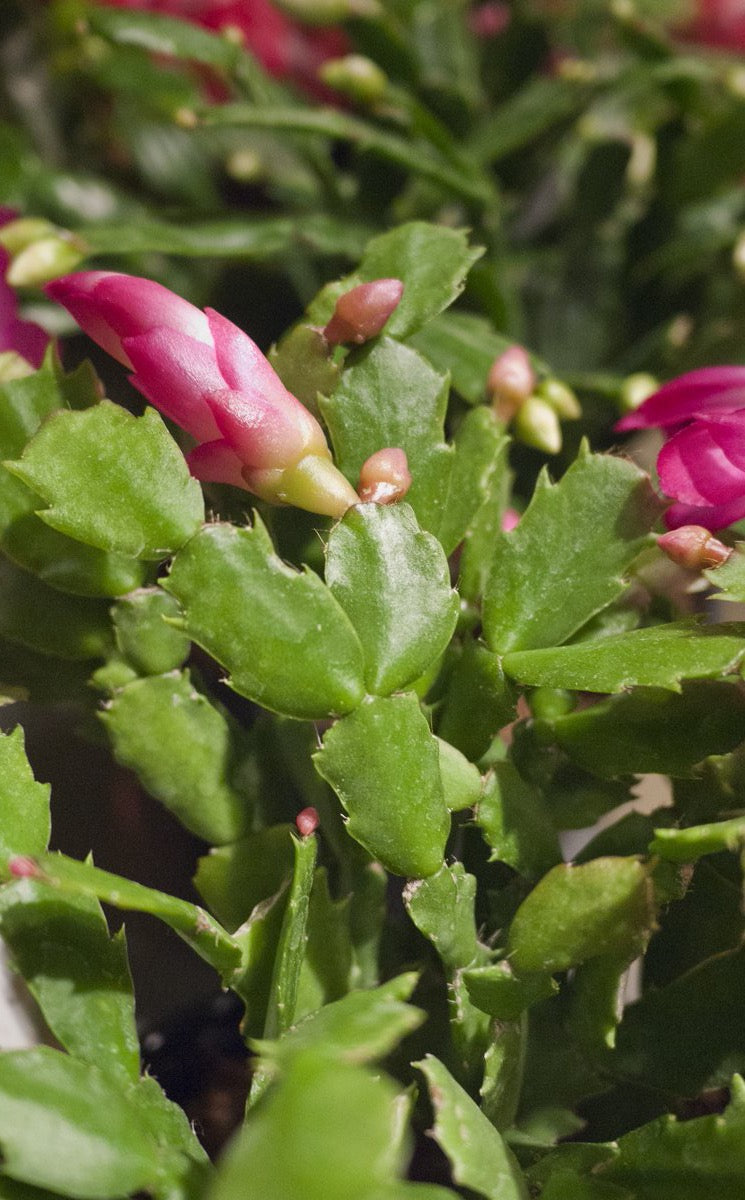 Dark pink flowering Schlumbergera up close. ©Sprout Home