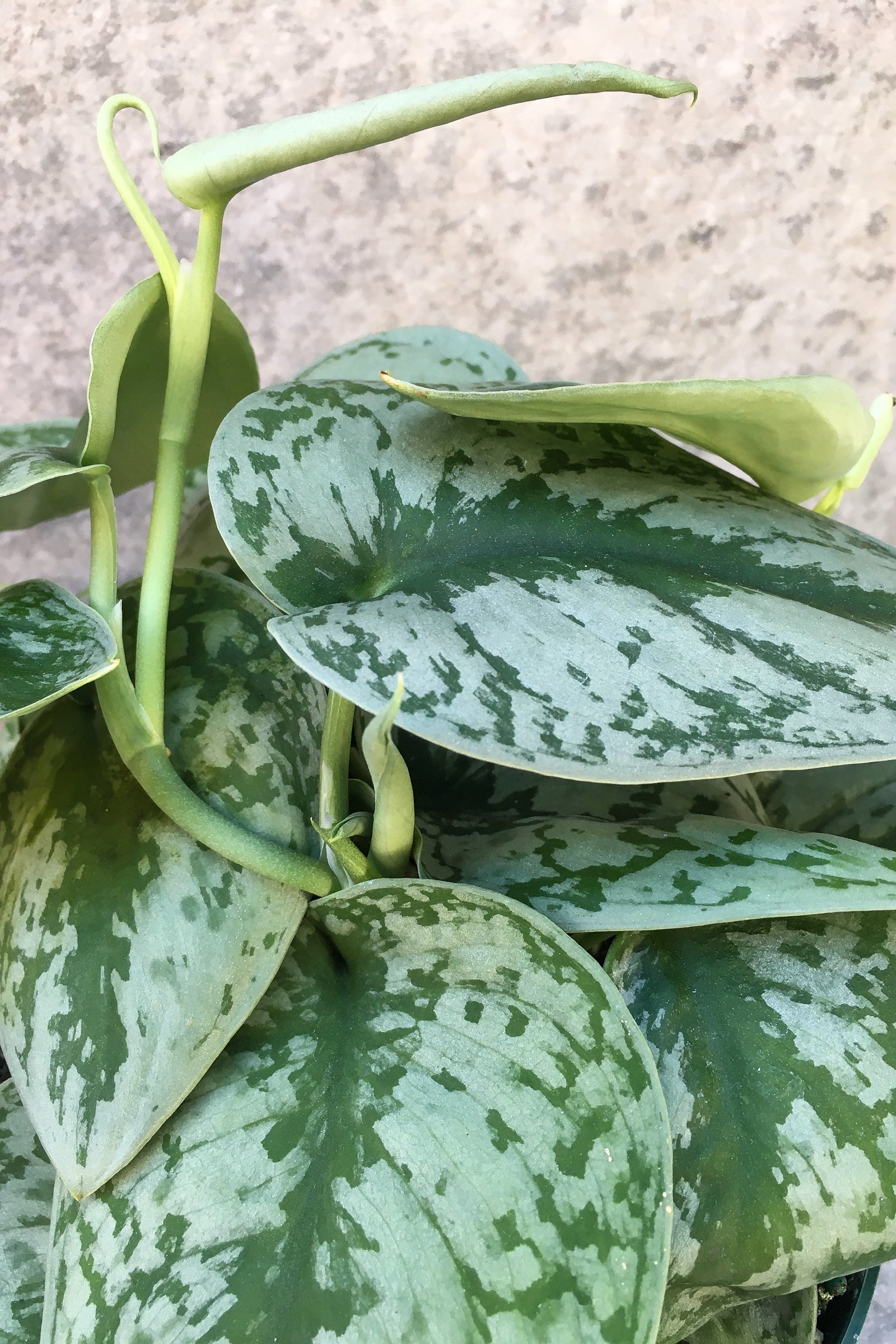 satin leaf pothos Scindapsus pictus 'Silver Satin' 6"