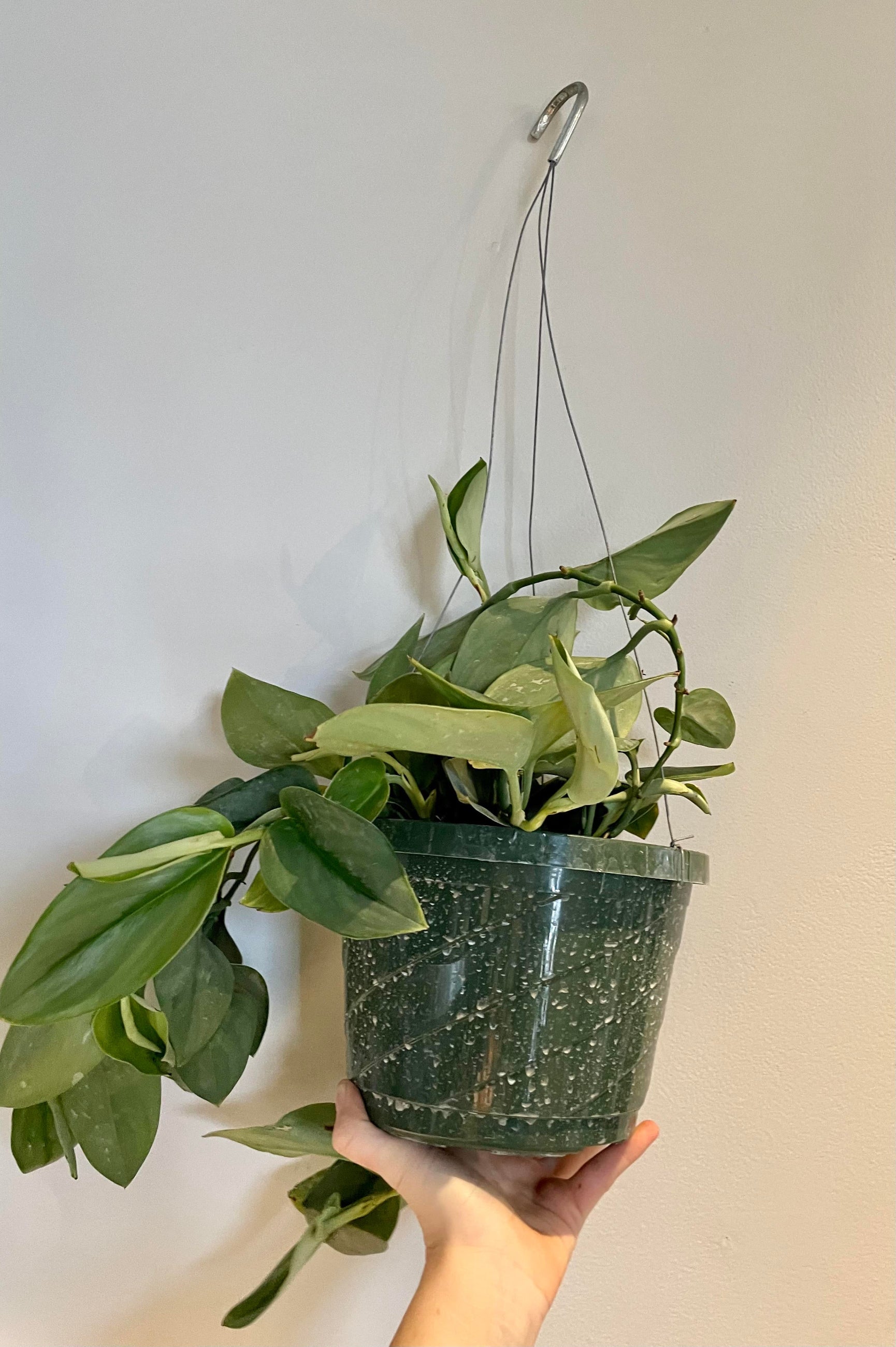 A hand holds the Scindapsus treubii 'Moonlight' 8" against a white backdrop. ©Sprout Home