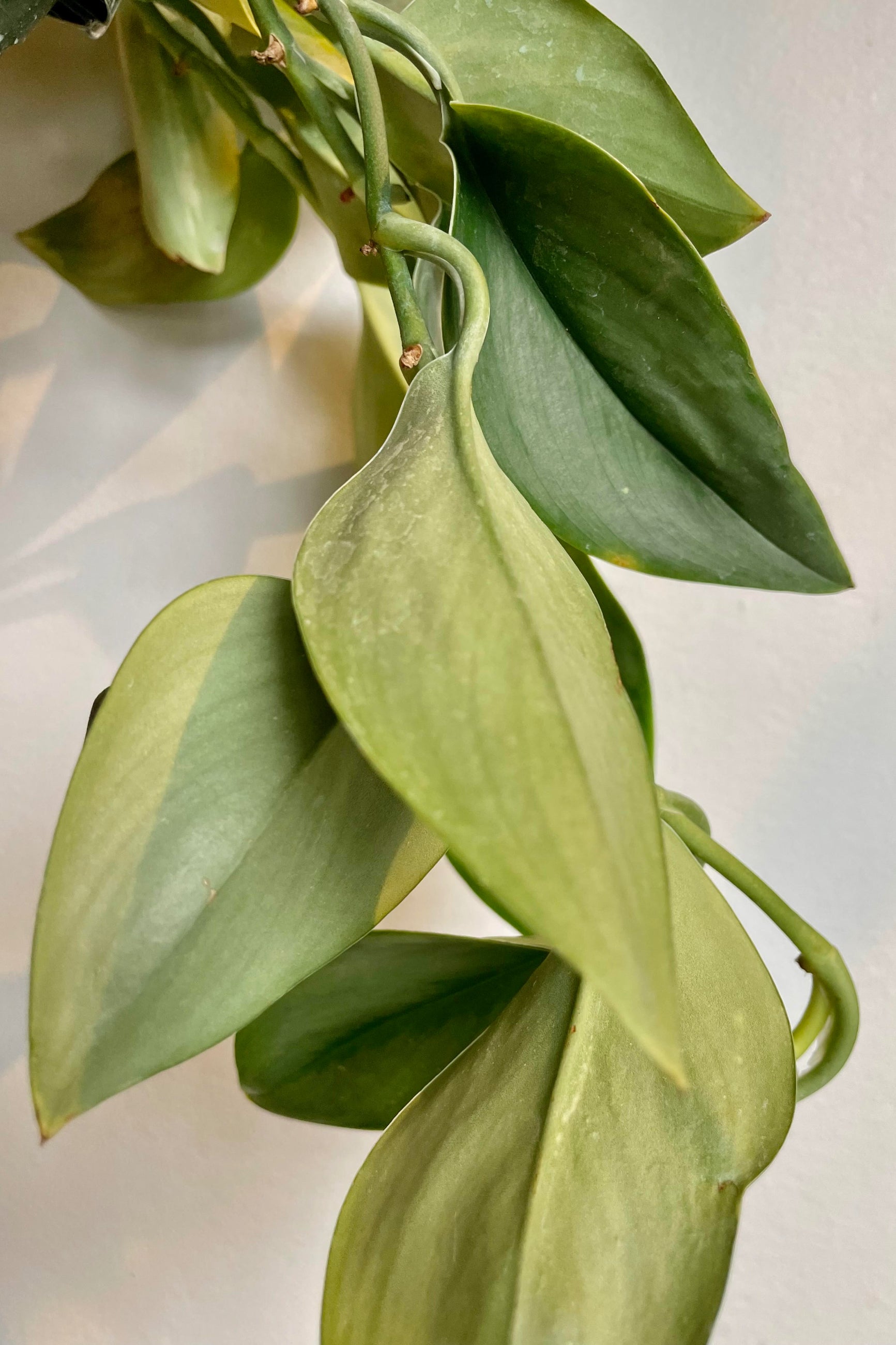 A detailed look at the Scindapsus treubii 'Moonlight' 8" ©Sprout Home