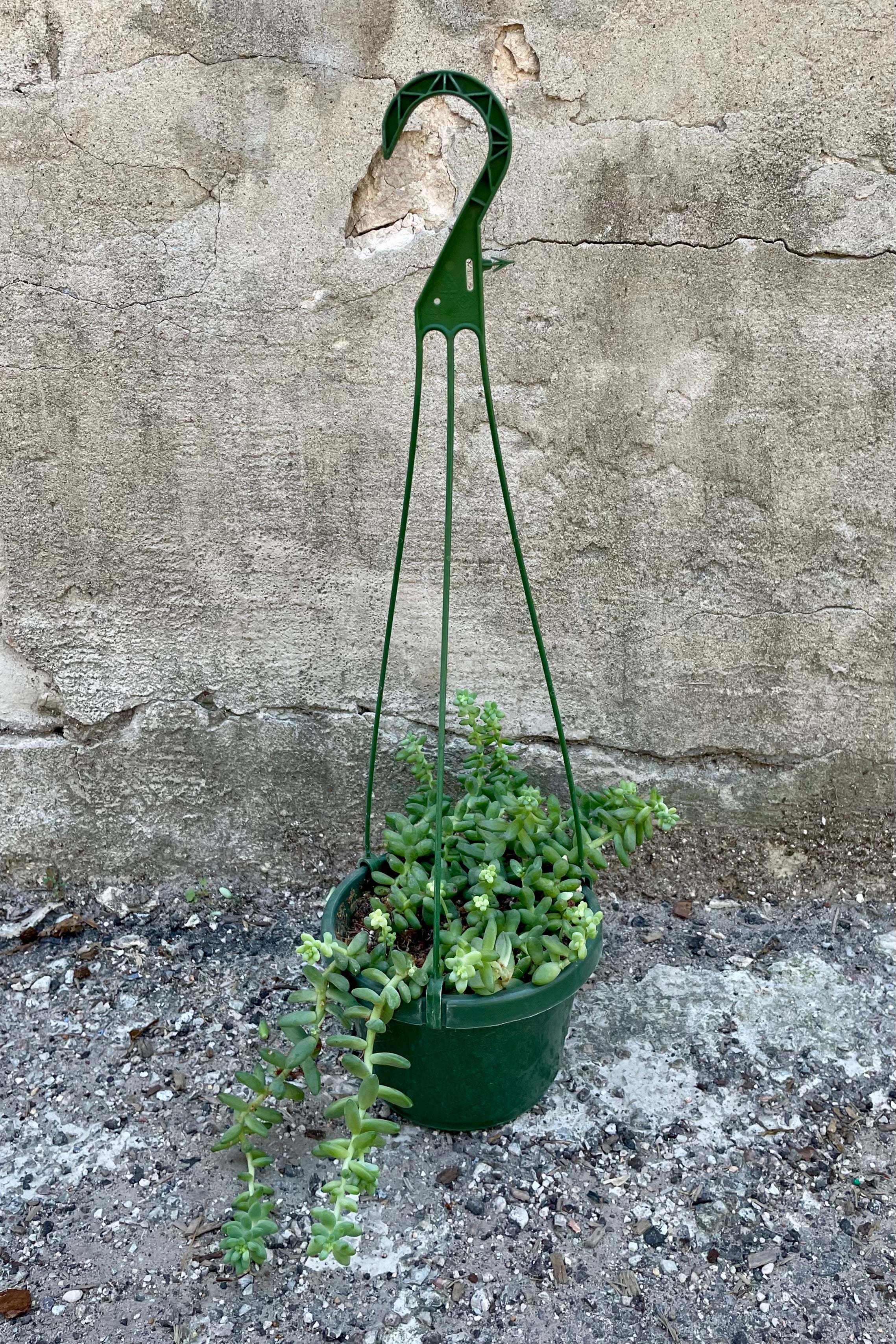 Sedum hybrid 6"