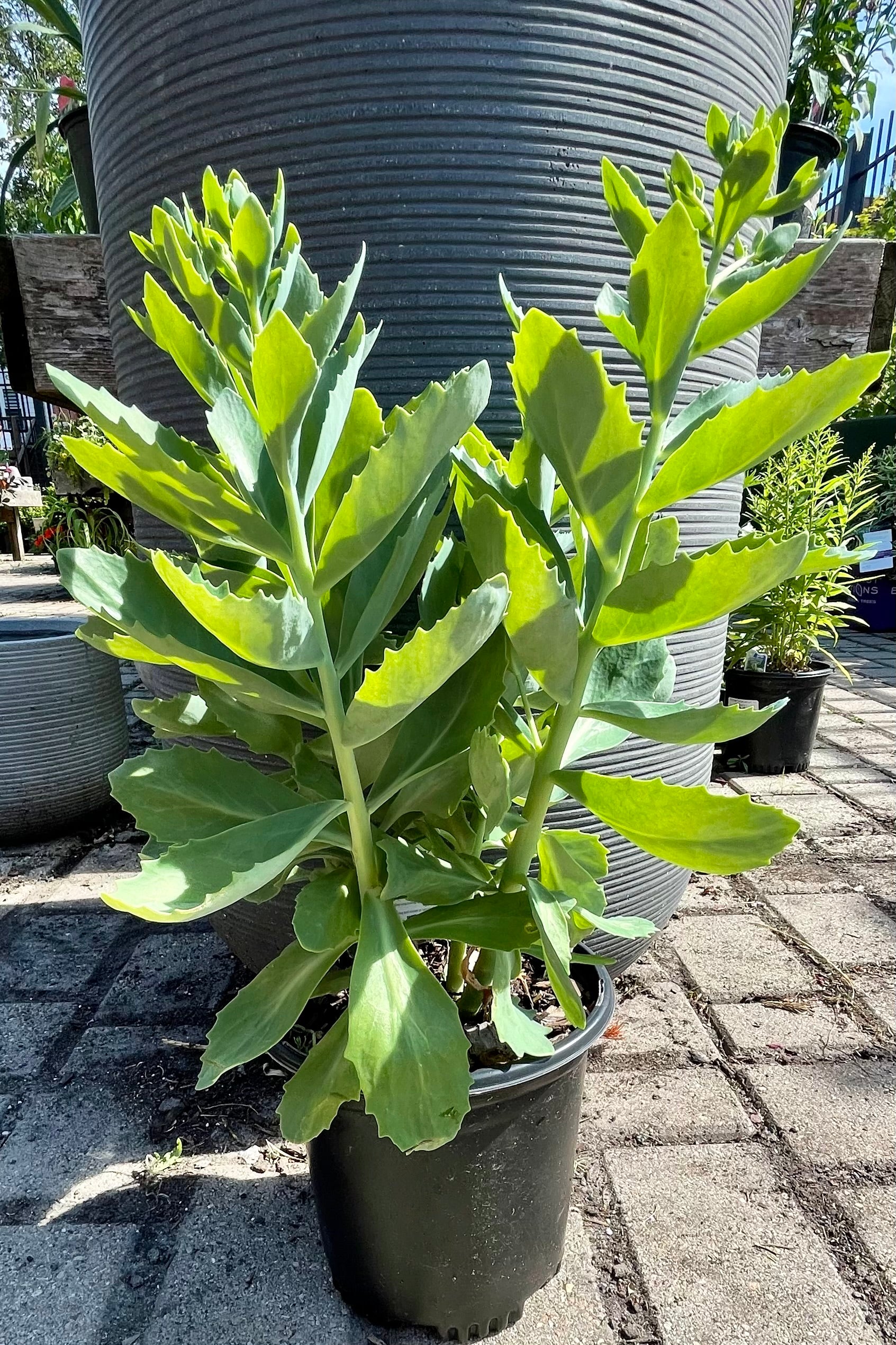 Sedum 'Autumn Joy' in a #1 pot showing the thick green leaves prior to budding at the end of June at Sprout Home. ©Sprout Home