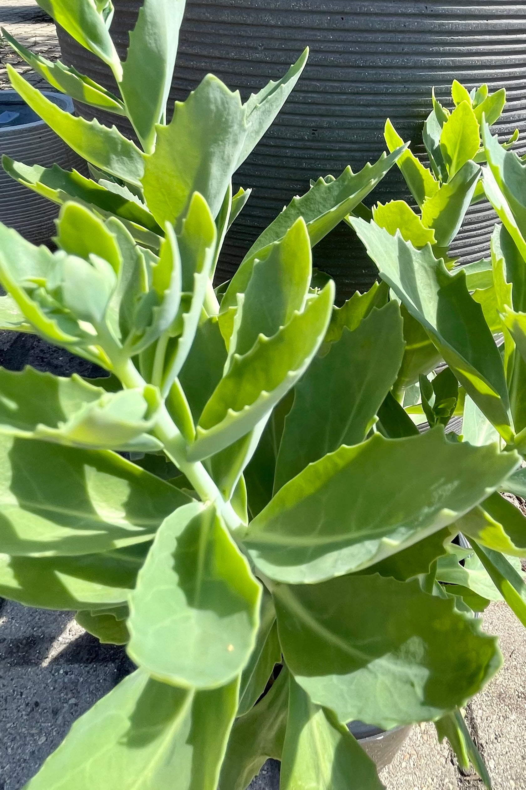 A detail picture of the toothed green succulent like leaves of the Sedum 'Autumn Joy' at the end of June prior to budding at Sprout Home.©Sprout Home